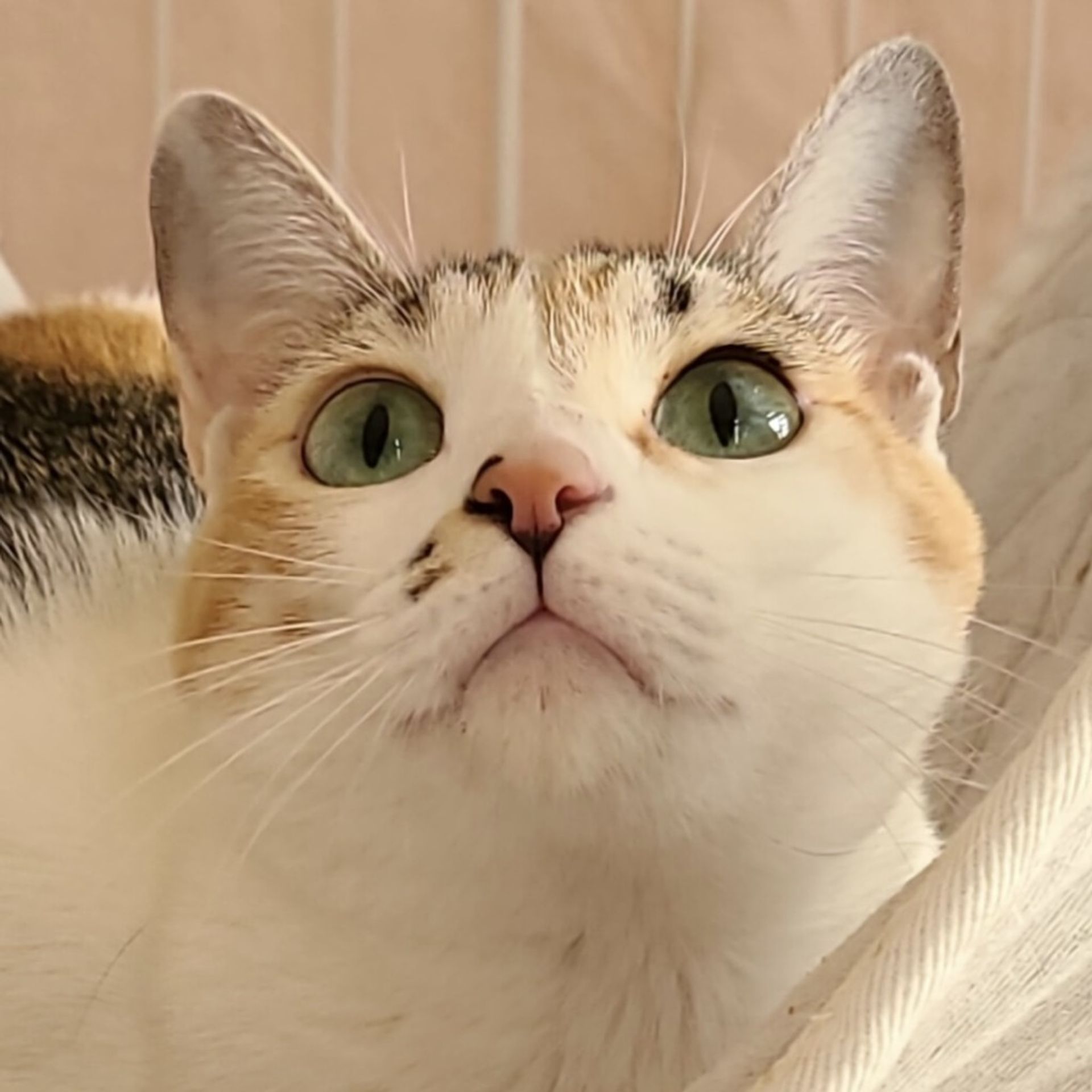 雑種（ミックス猫）・メスの里親募集の写真