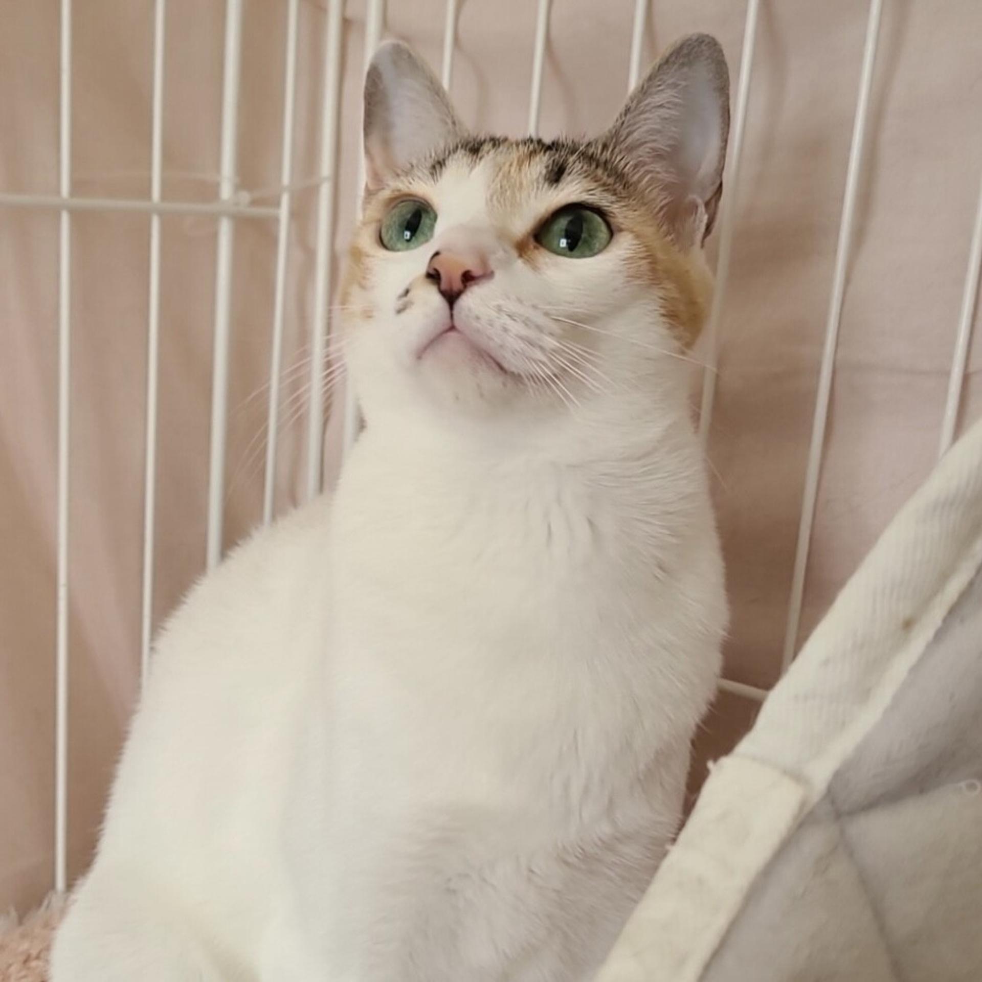 pet-image-4