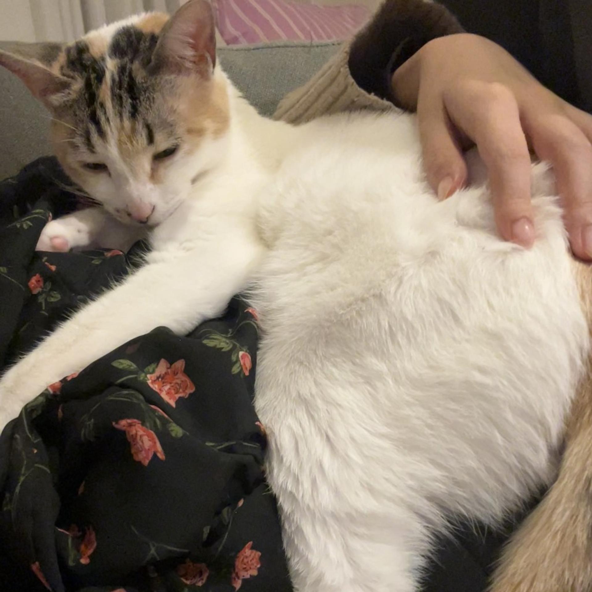 pet-image-5