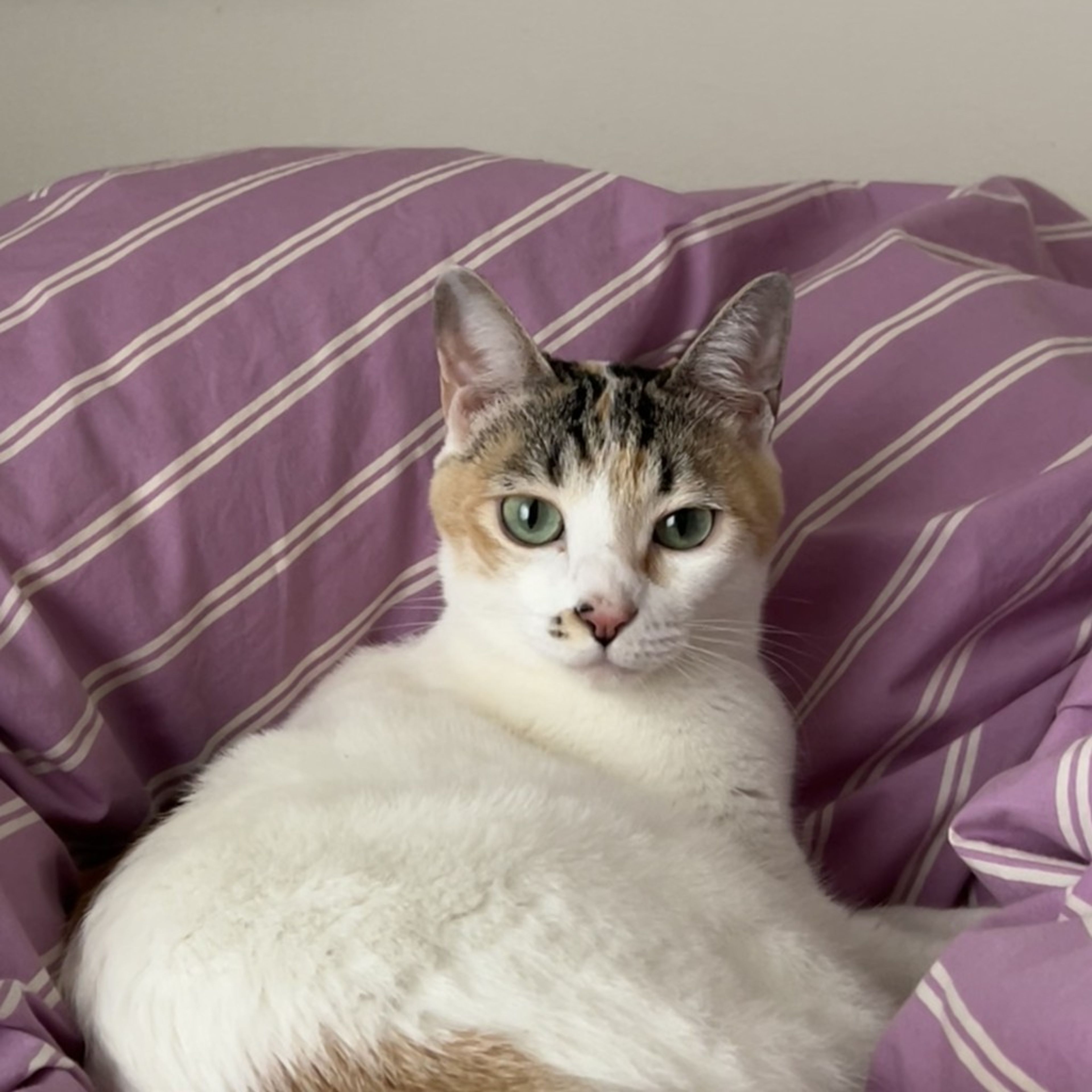 image-5