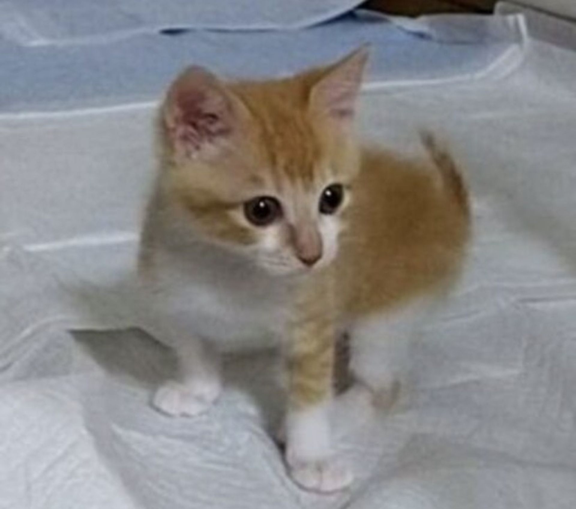 雑種（ミックス猫）・メスの里親募集の写真