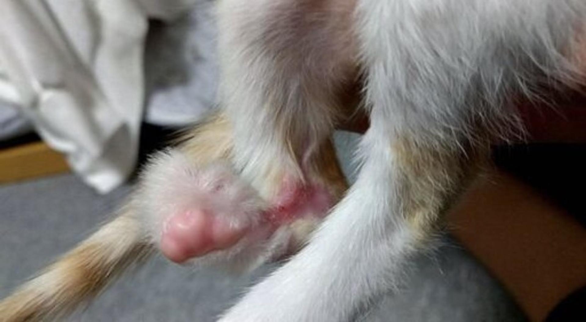 pet-image-4