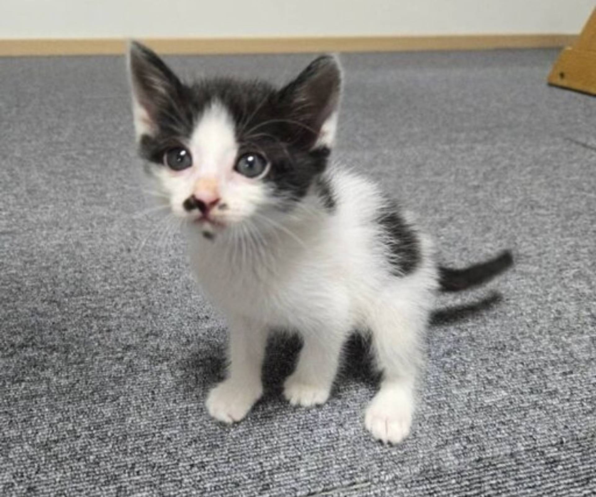 雑種（ミックス猫）・オスの里親募集の写真