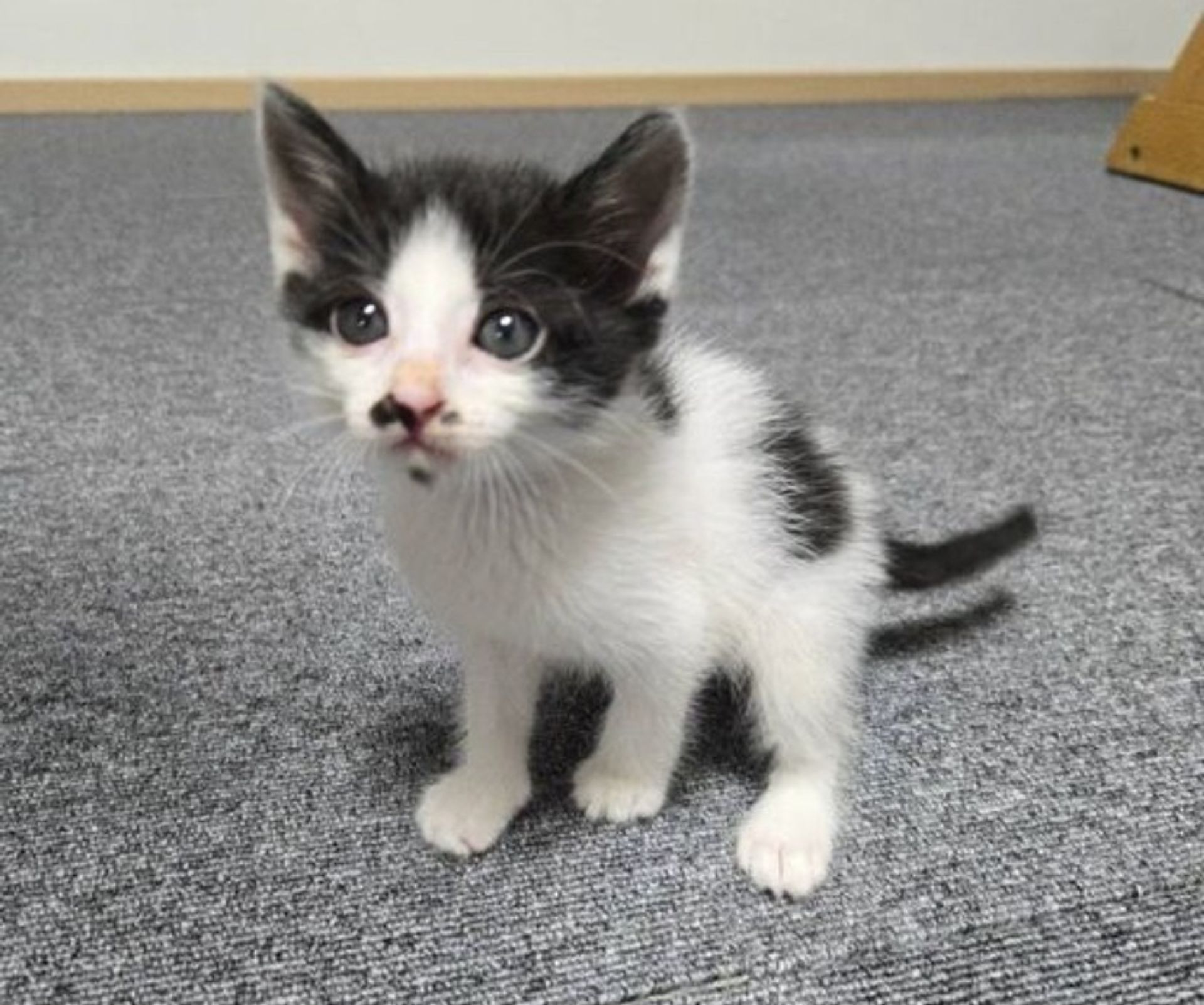 雑種（ミックス猫）・オスの里親募集の写真