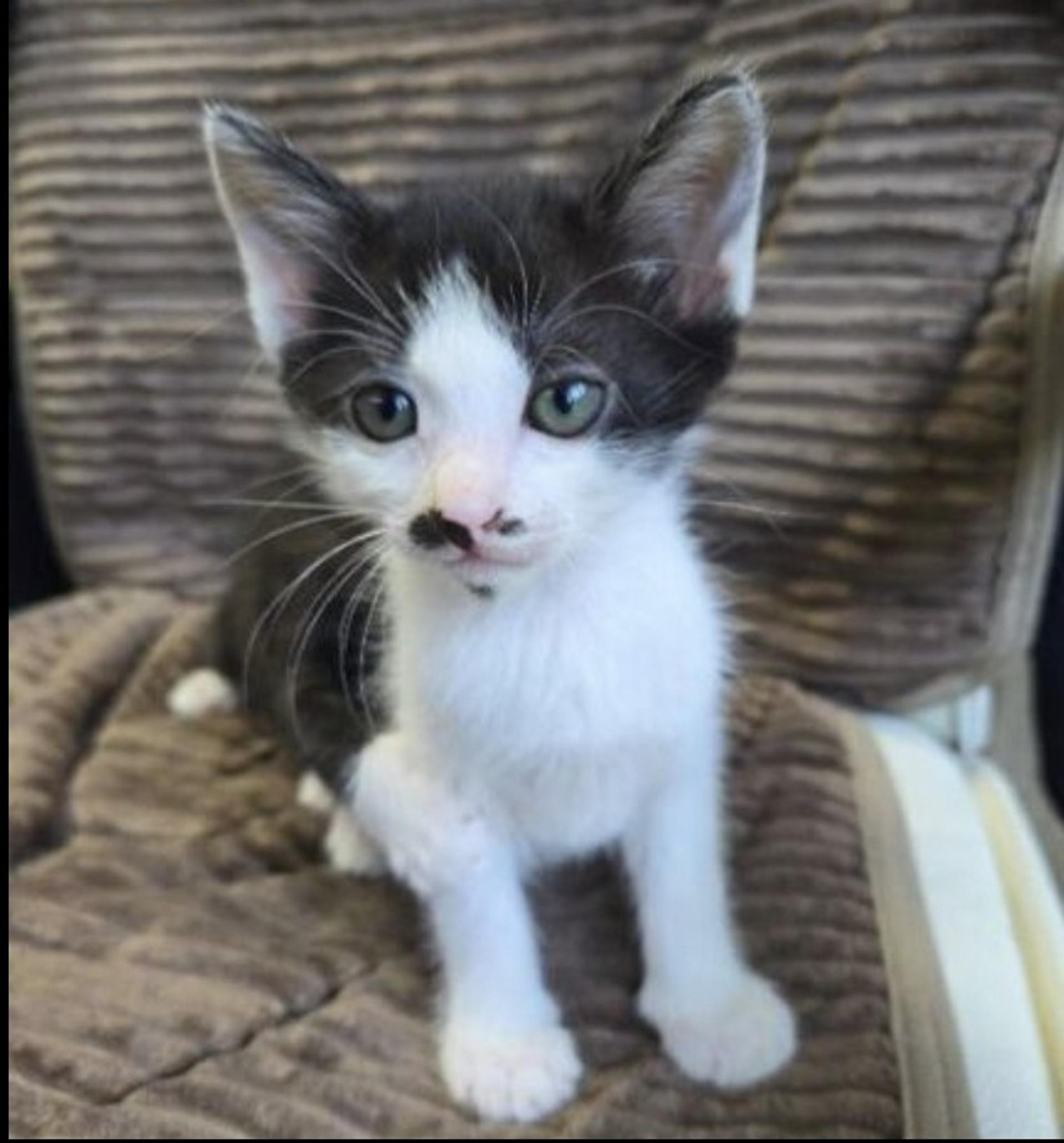 pet-image-2