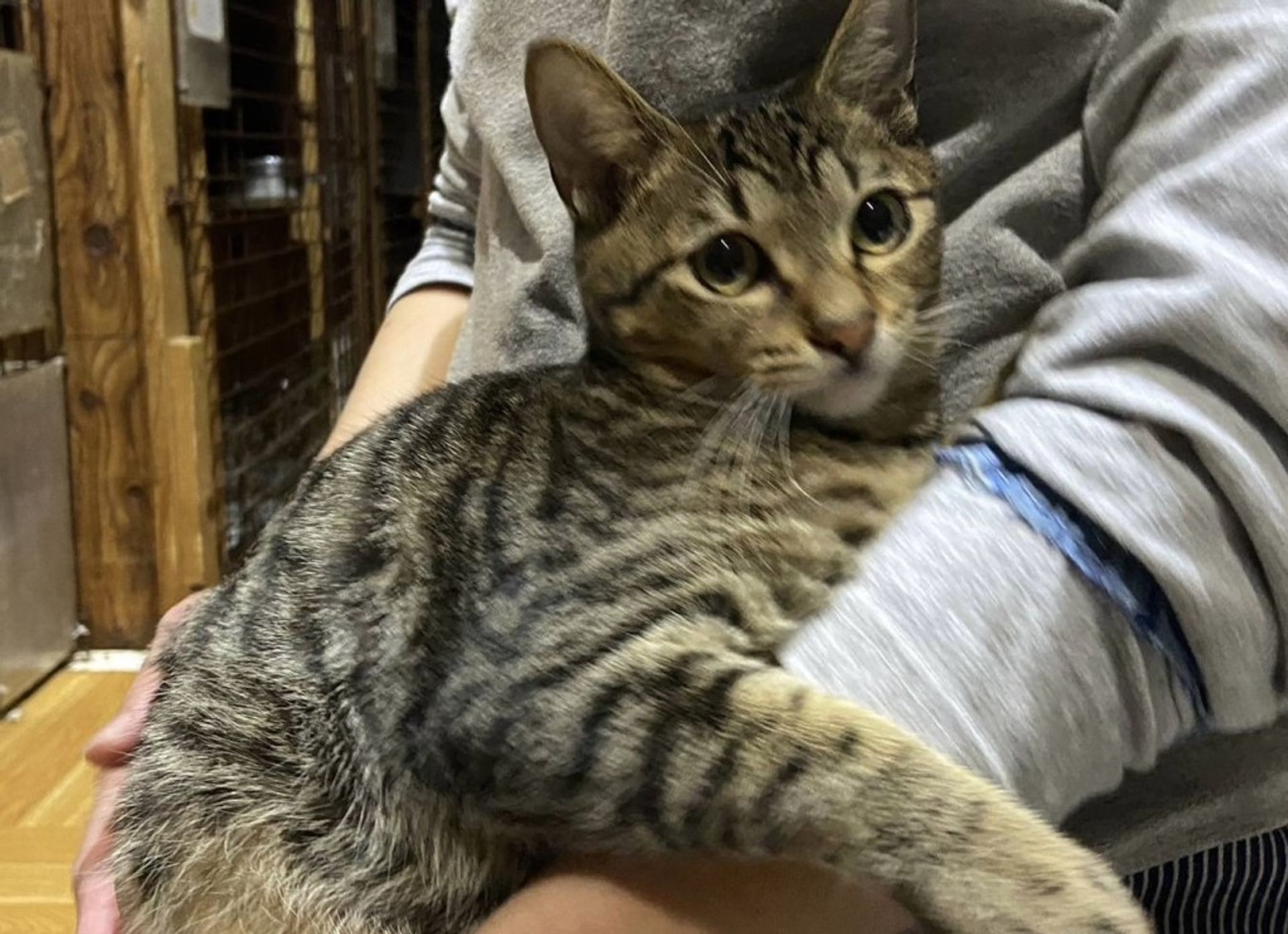 雑種（ミックス猫）・オスの里親募集の写真