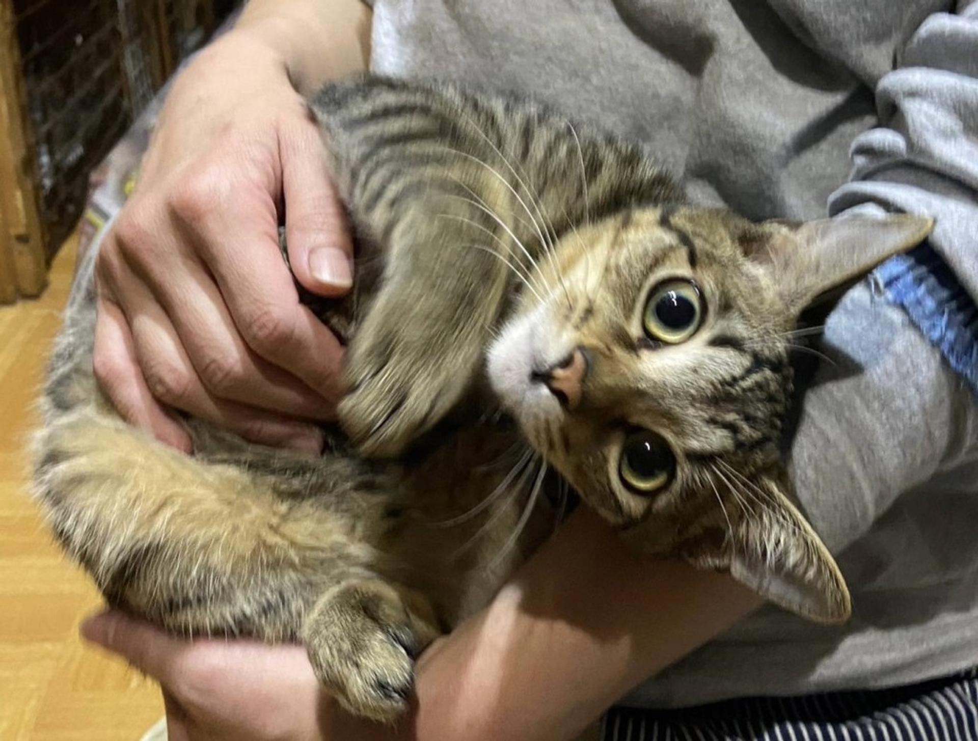pet-image-2