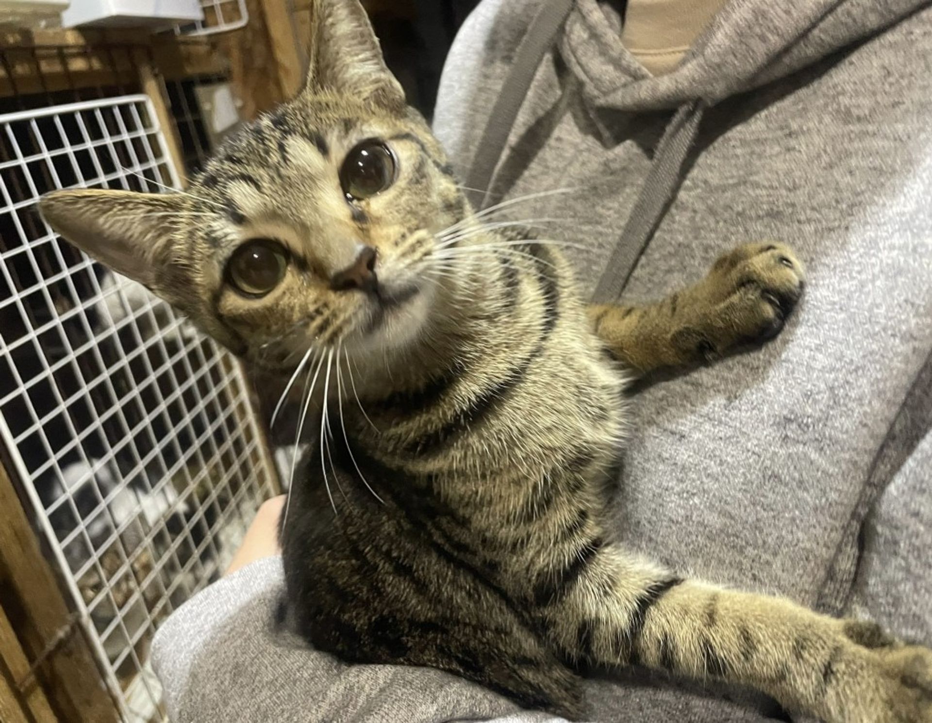 雑種（ミックス猫）・メスの里親募集の写真