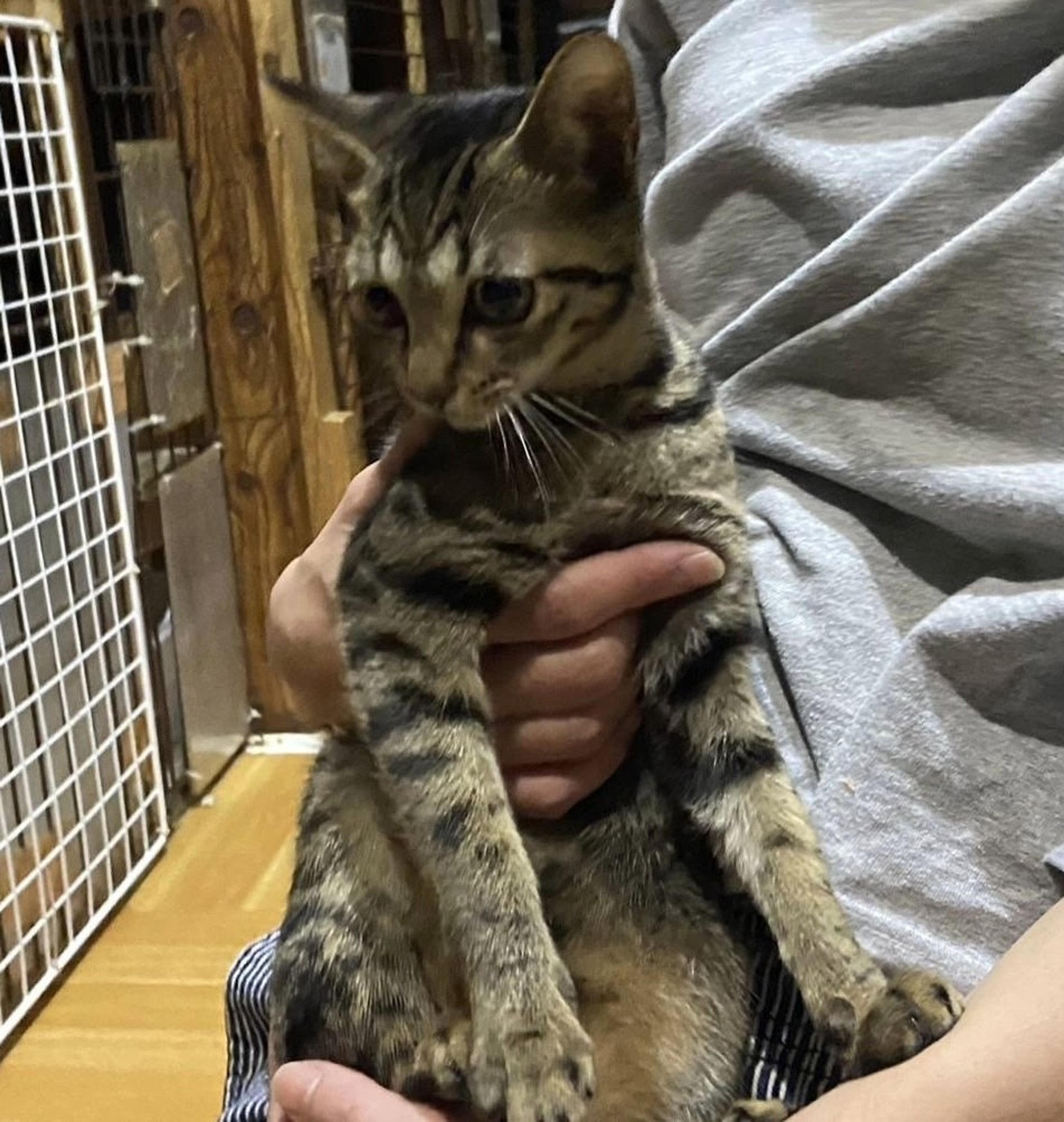 pet-image-2
