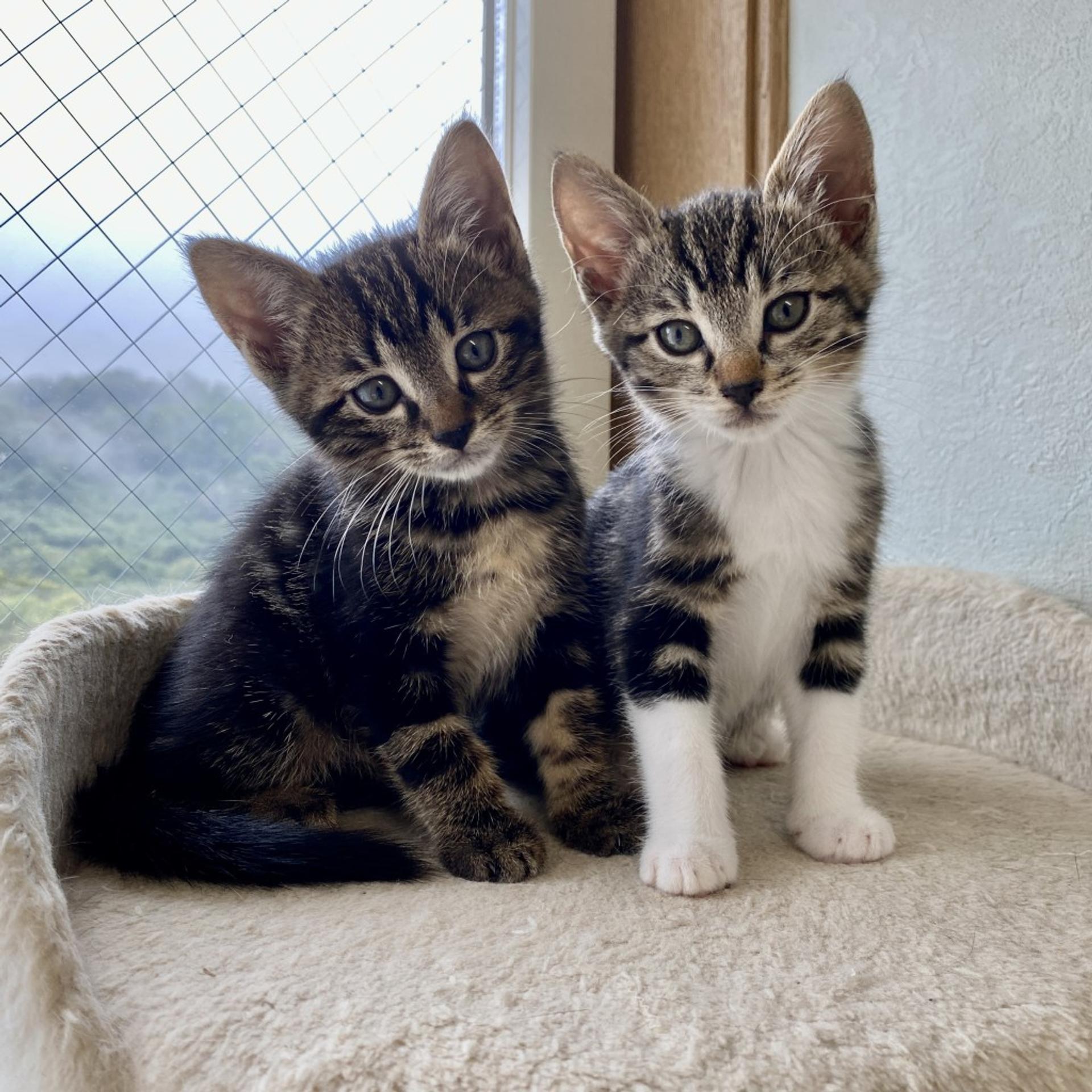 pet-image-7