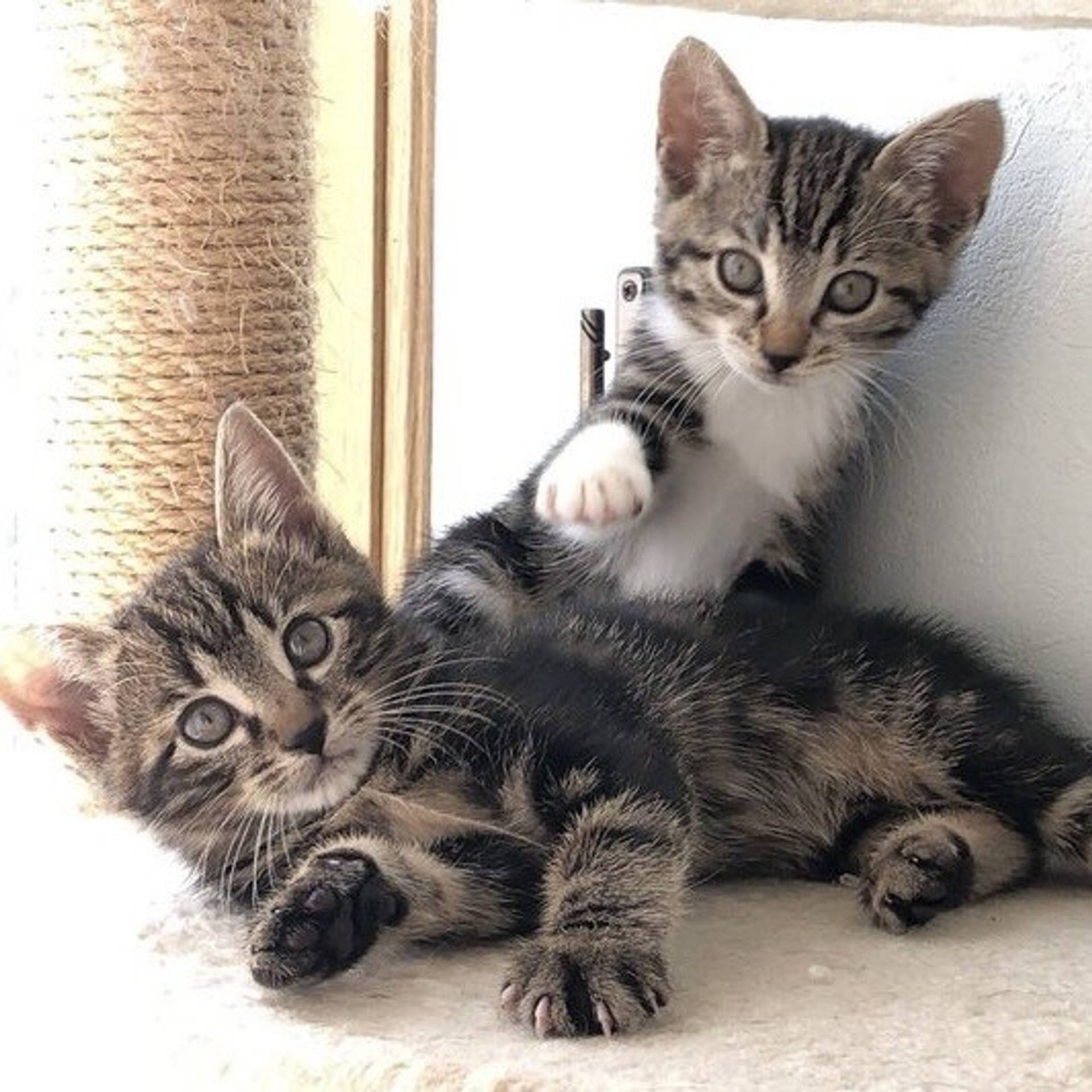 雑種（ミックス猫）・オスの里親募集の写真