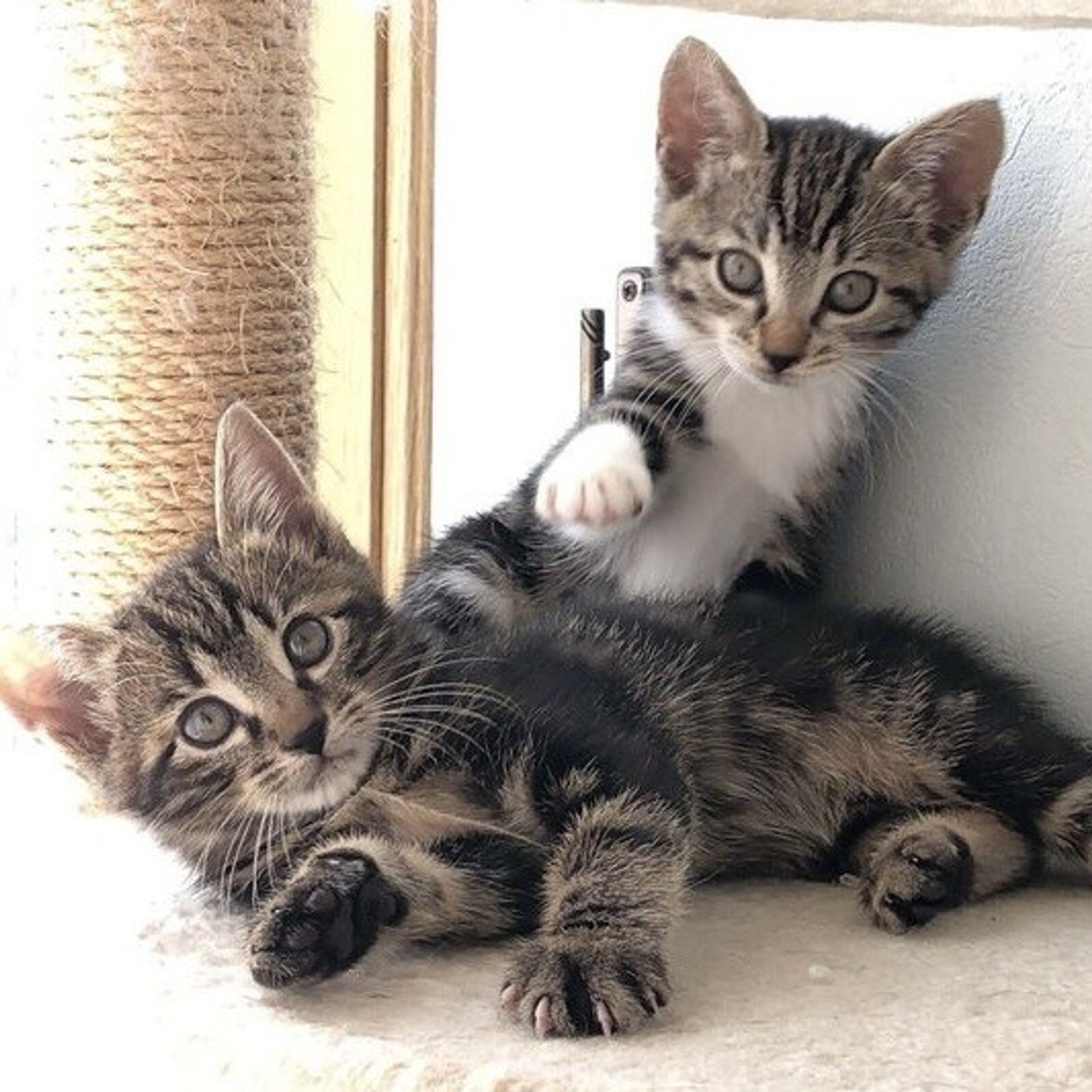 雑種（ミックス猫）・オスの里親募集の写真