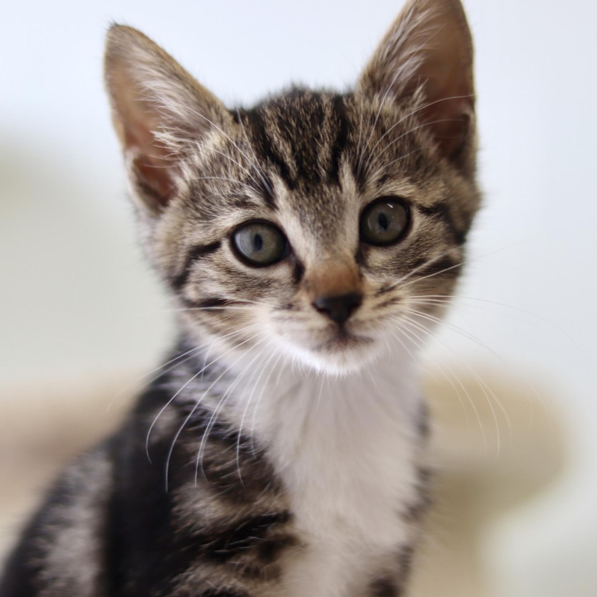 pet-image-5