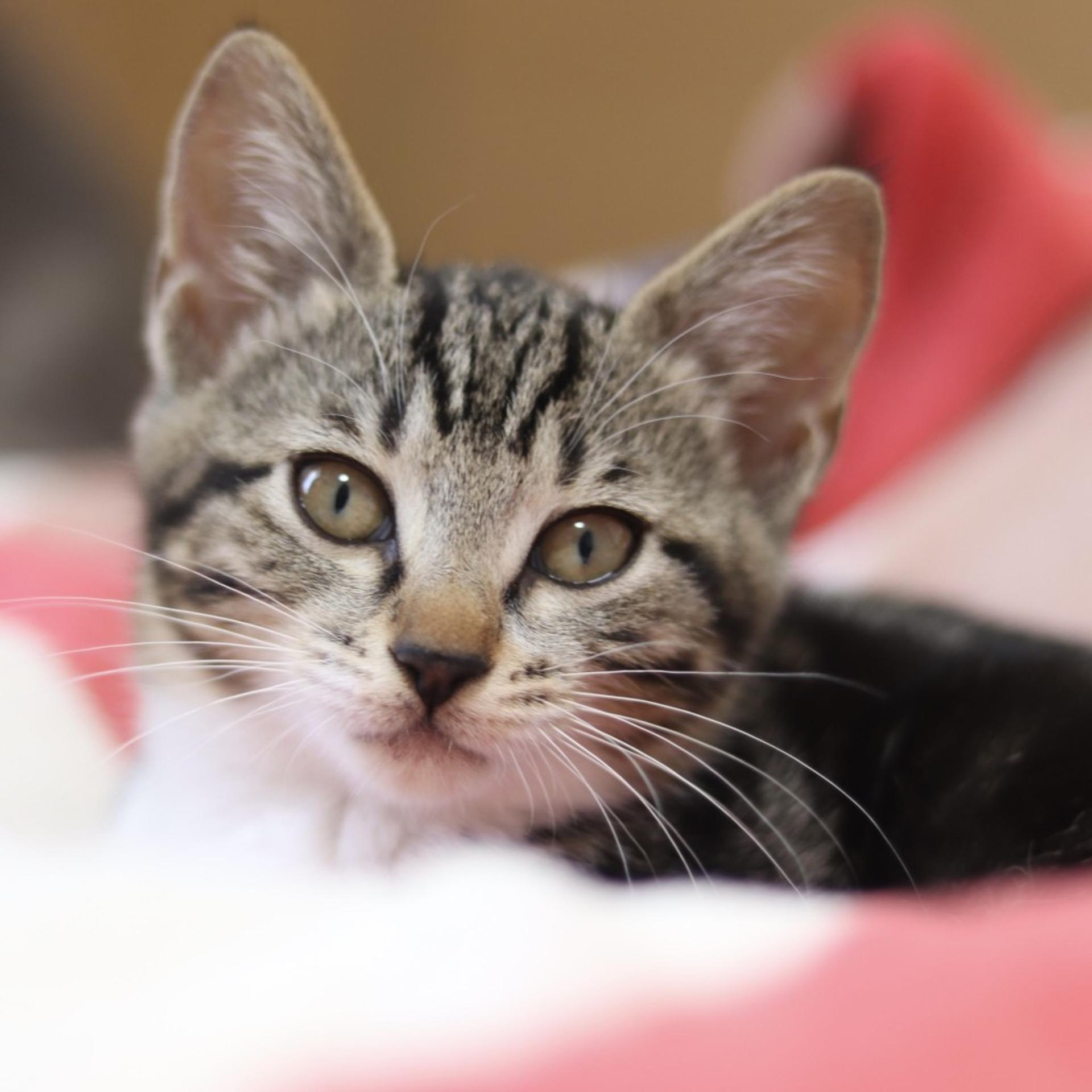 pet-image-4