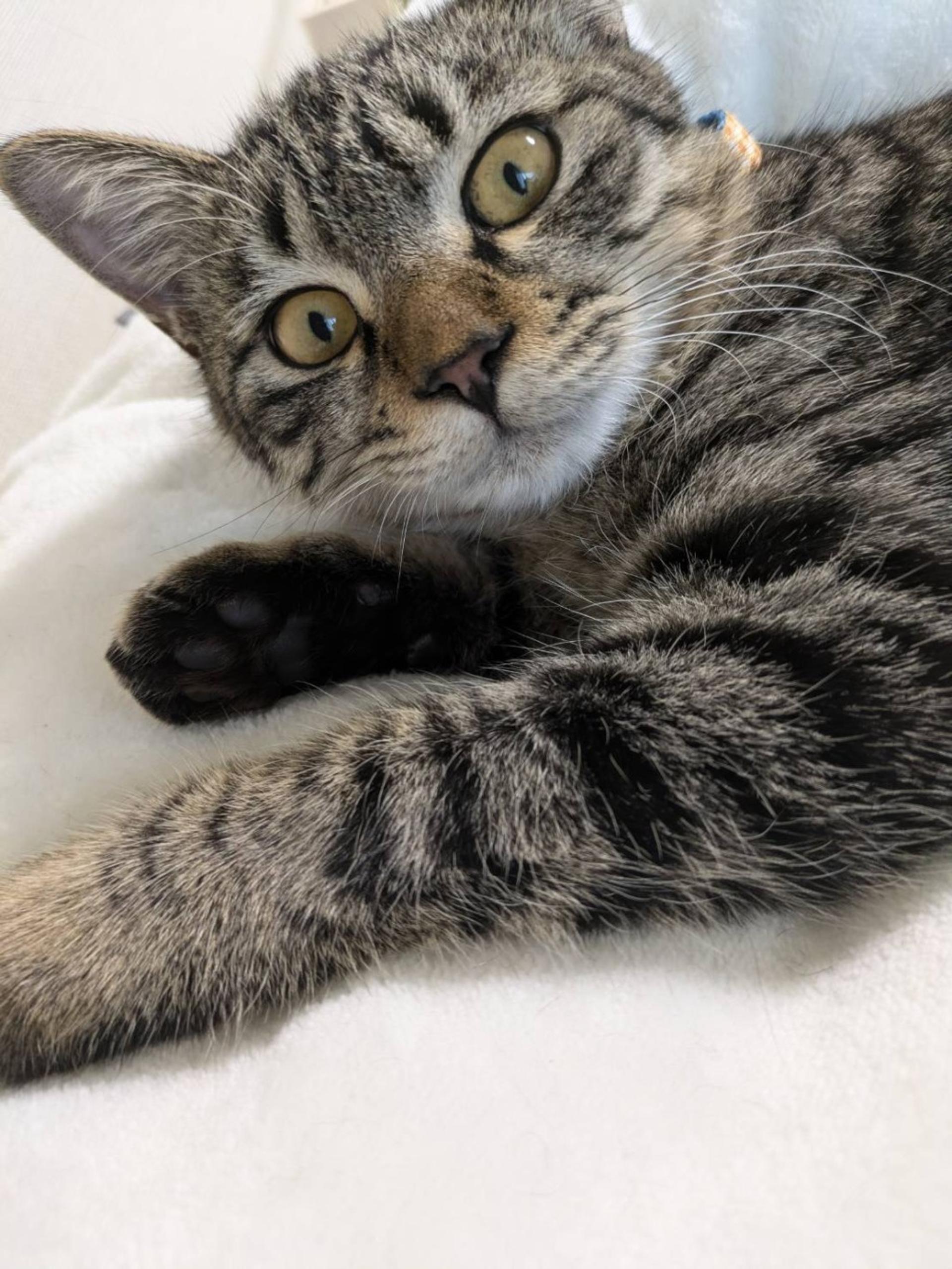 pet-image-4