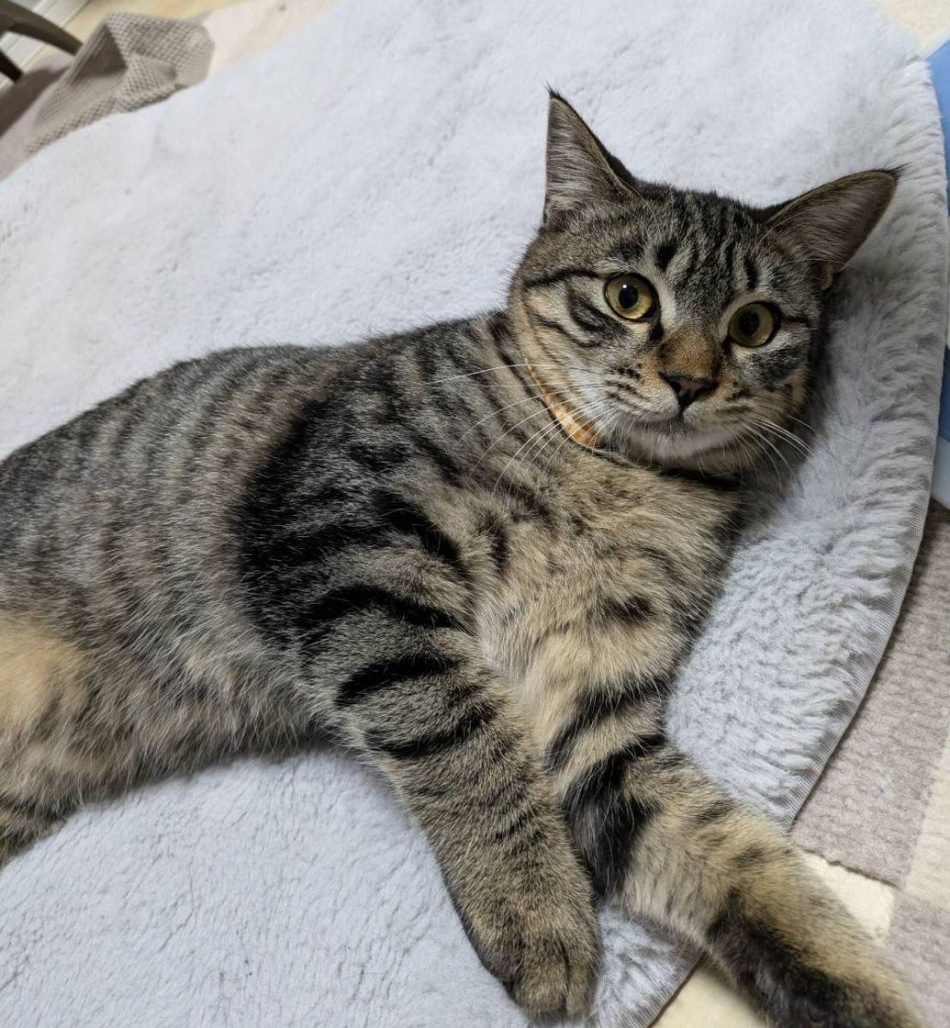 雑種（ミックス猫）・オスの里親募集の写真