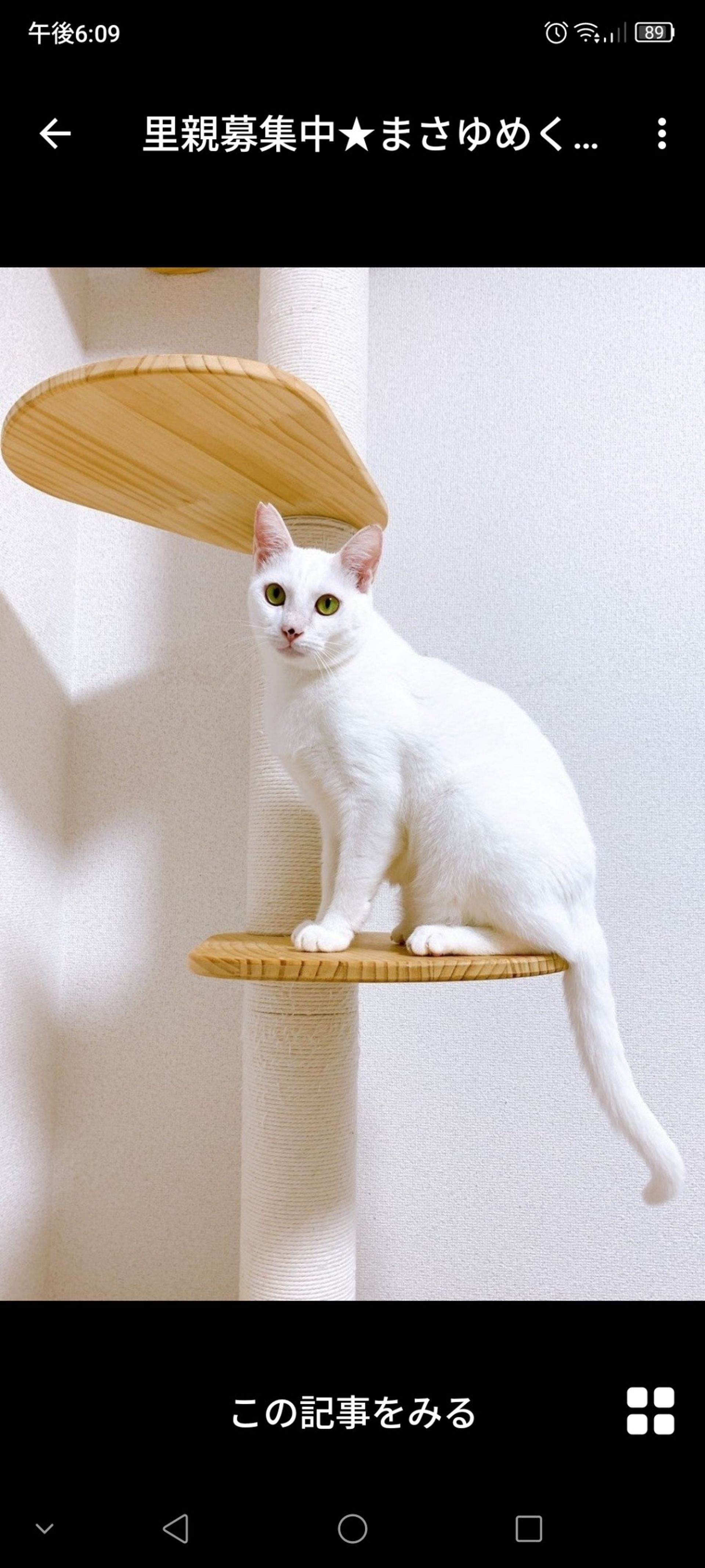 雑種（ミックス猫）・オスの里親募集の写真