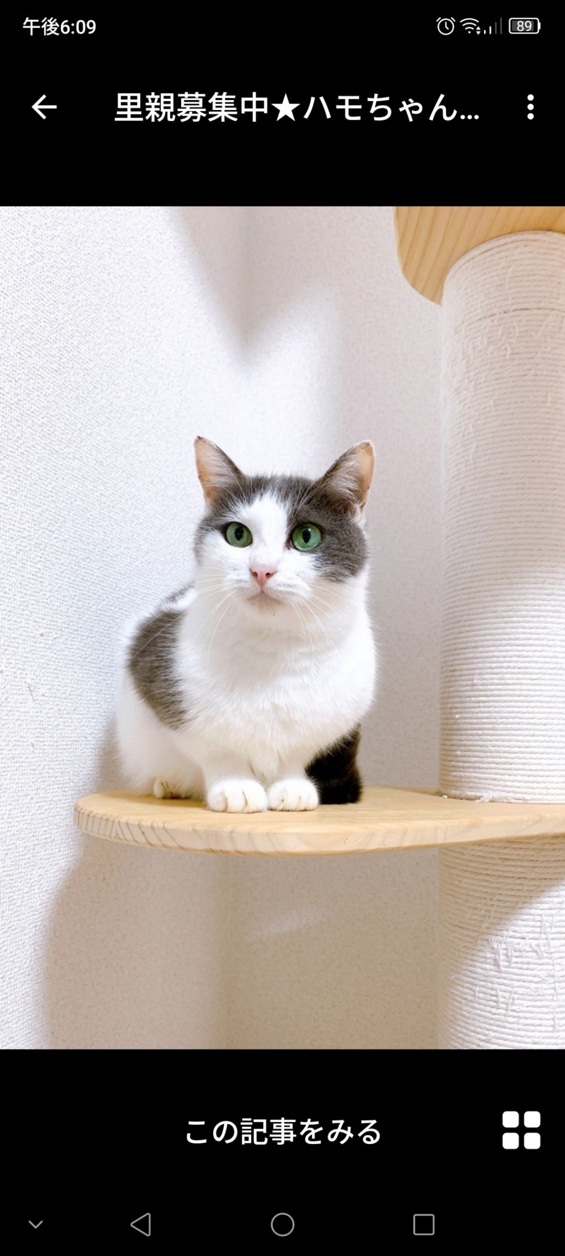 雑種（ミックス猫）・メスの里親募集の写真