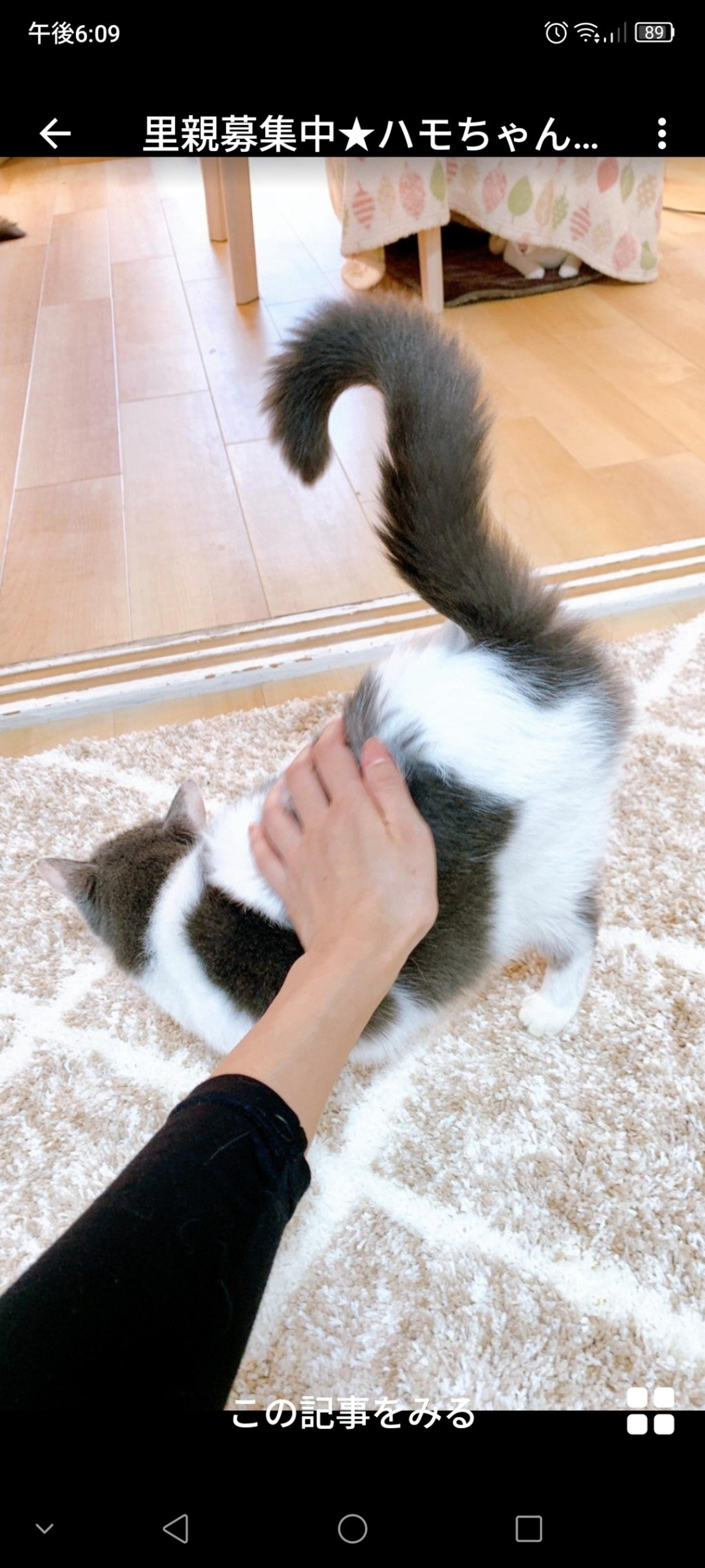 pet-image-3