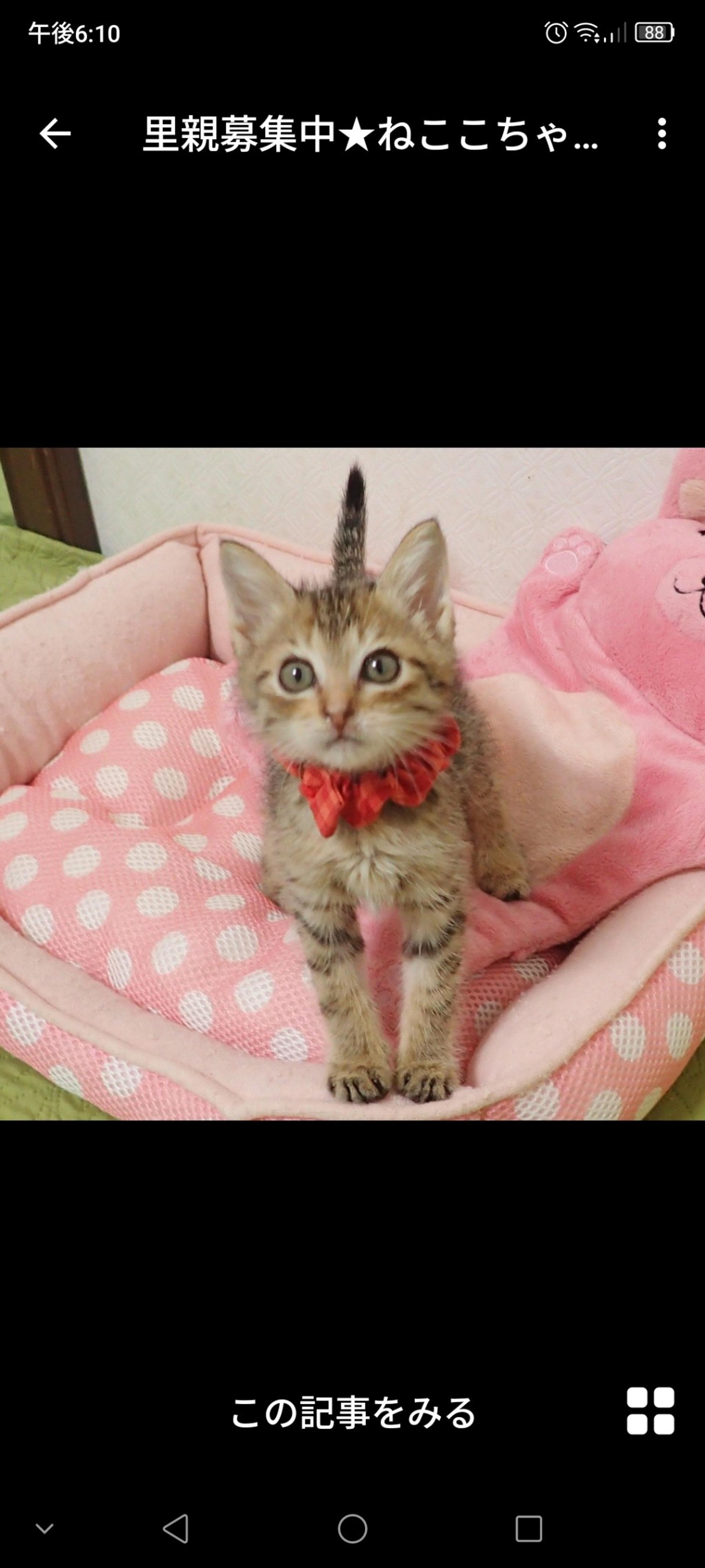 pet-image-2