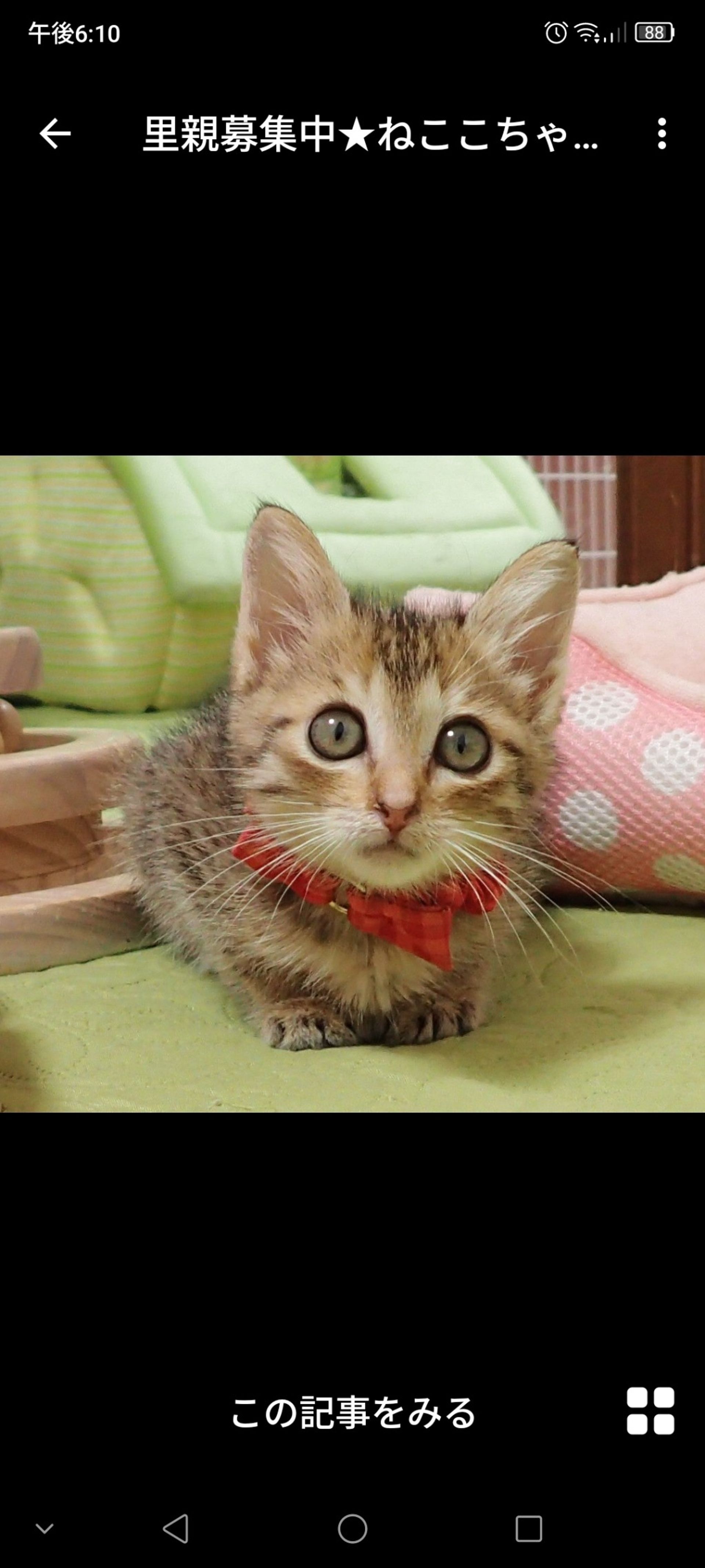 雑種（ミックス猫）・メスの里親募集の写真