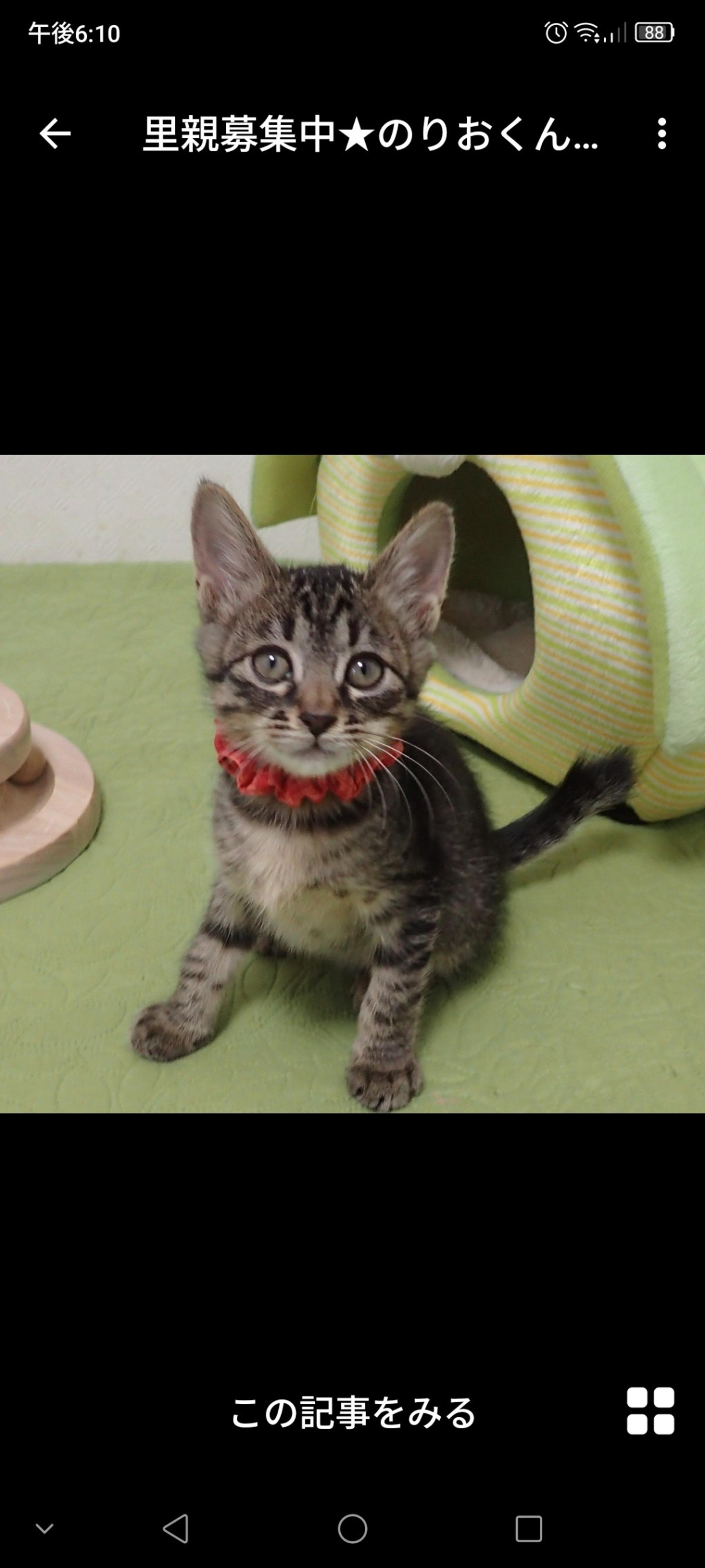 pet-image-3