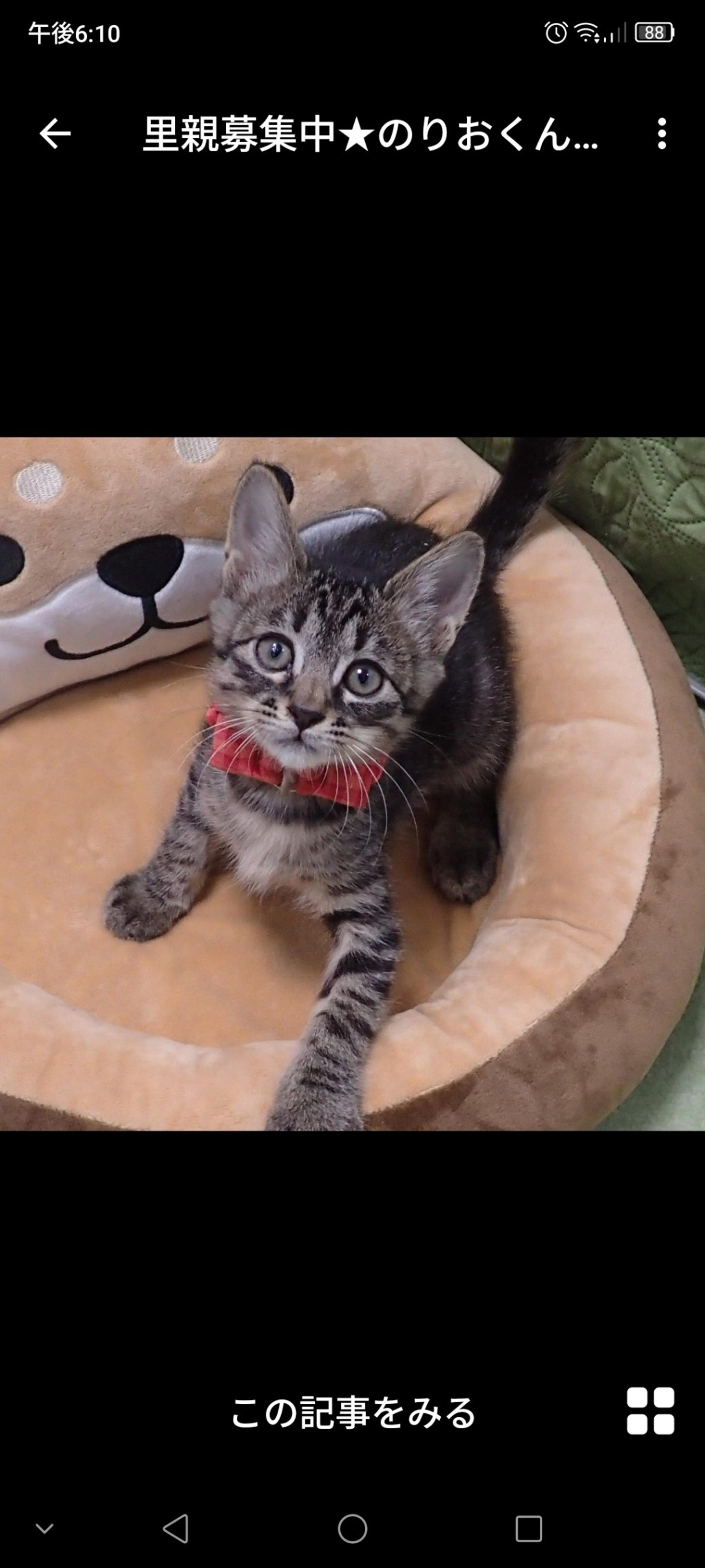 pet-image-2