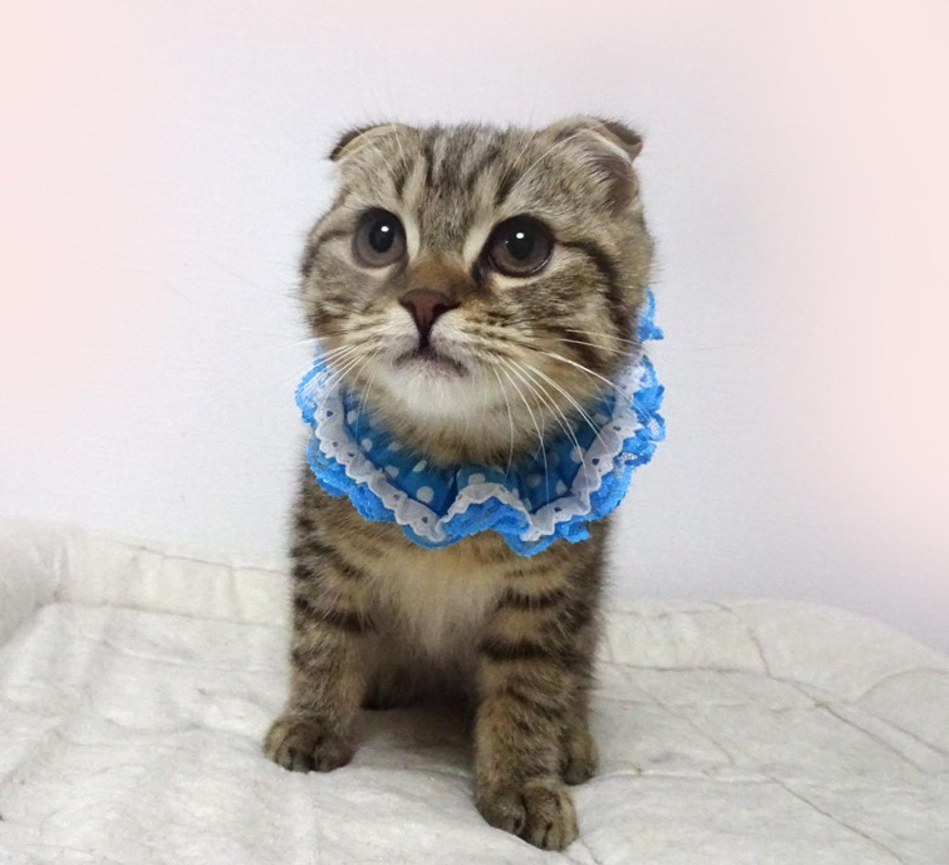 pet-image-2