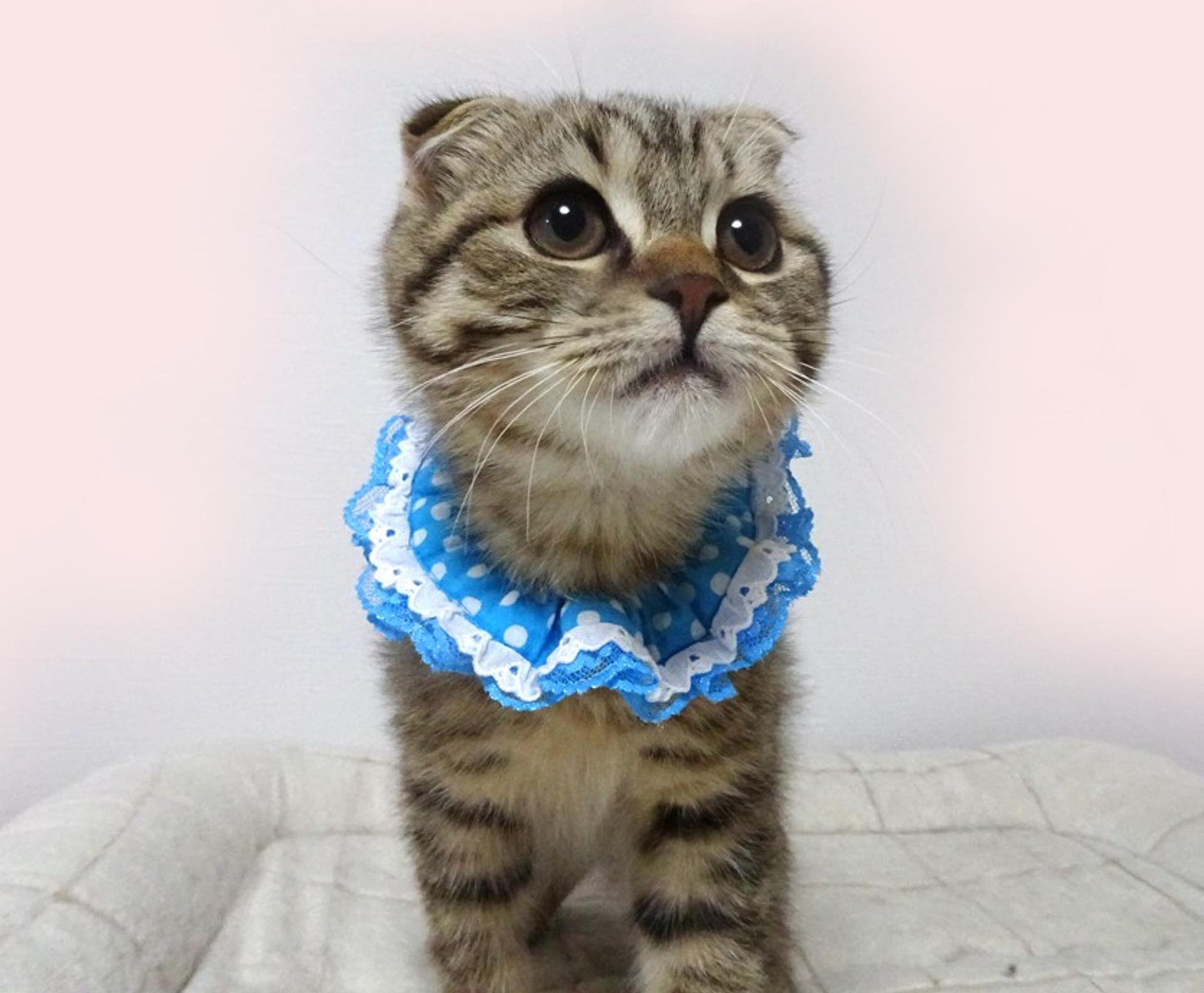 pet-image-4