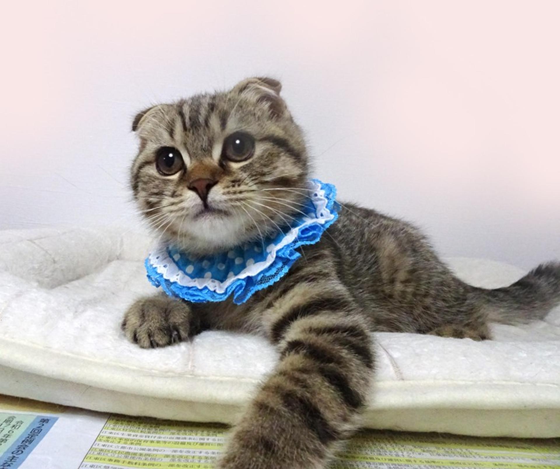 pet-image-6