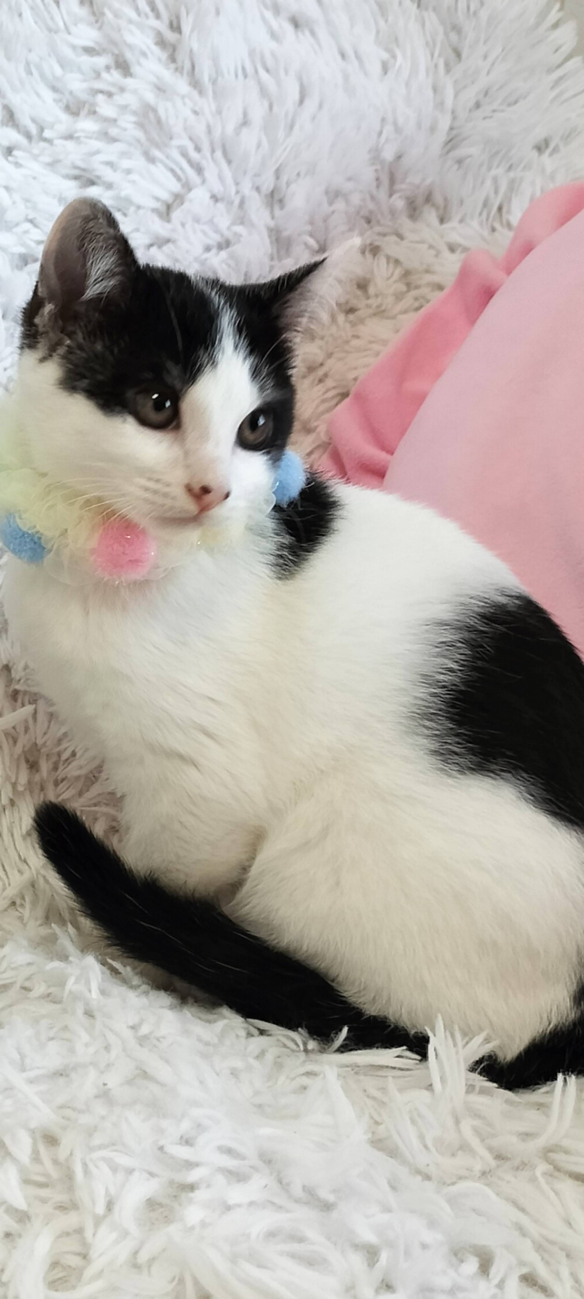 雑種（ミックス猫）・メスの里親募集の写真