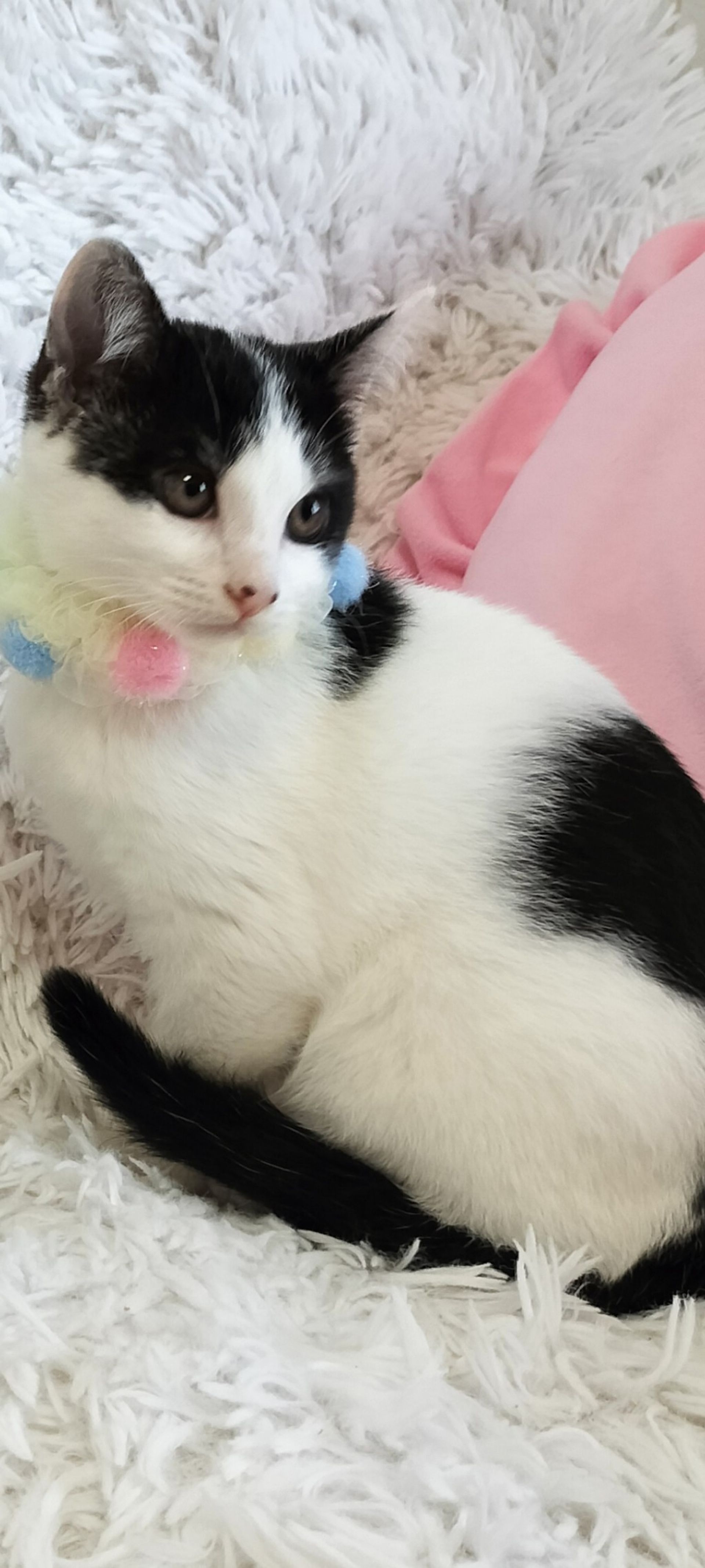 雑種（ミックス猫）・メスの里親募集の写真