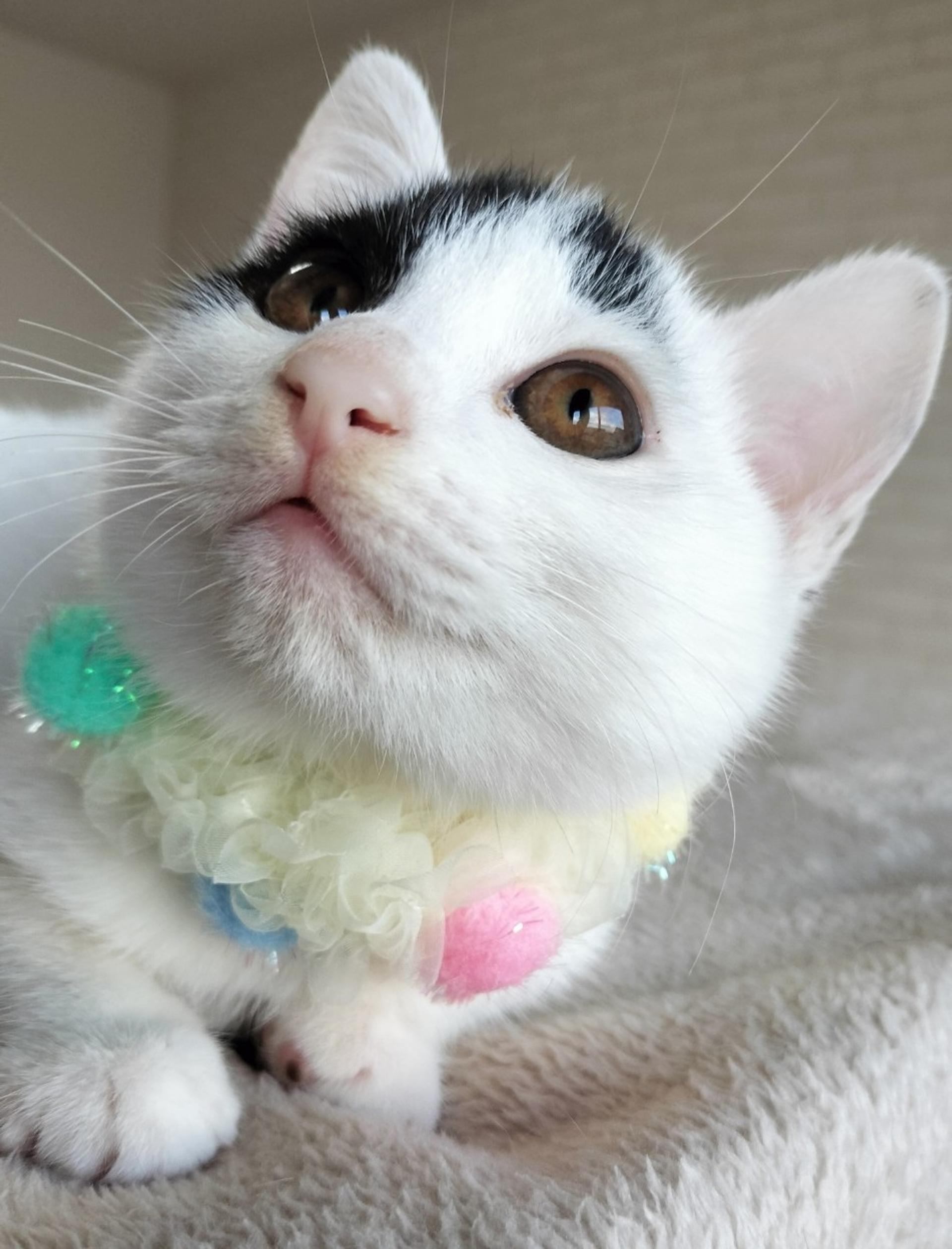 pet-image-2