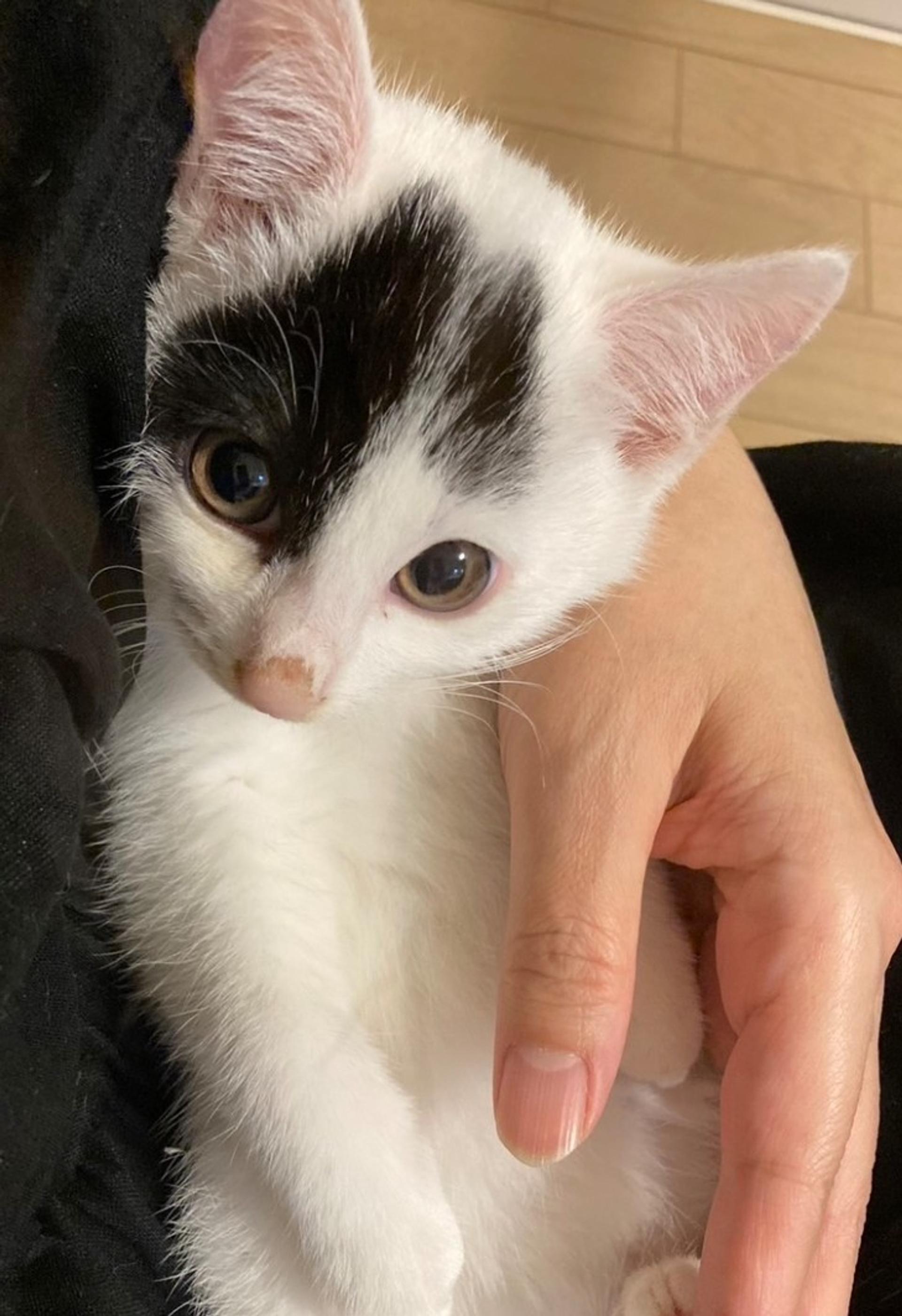 pet-image-3