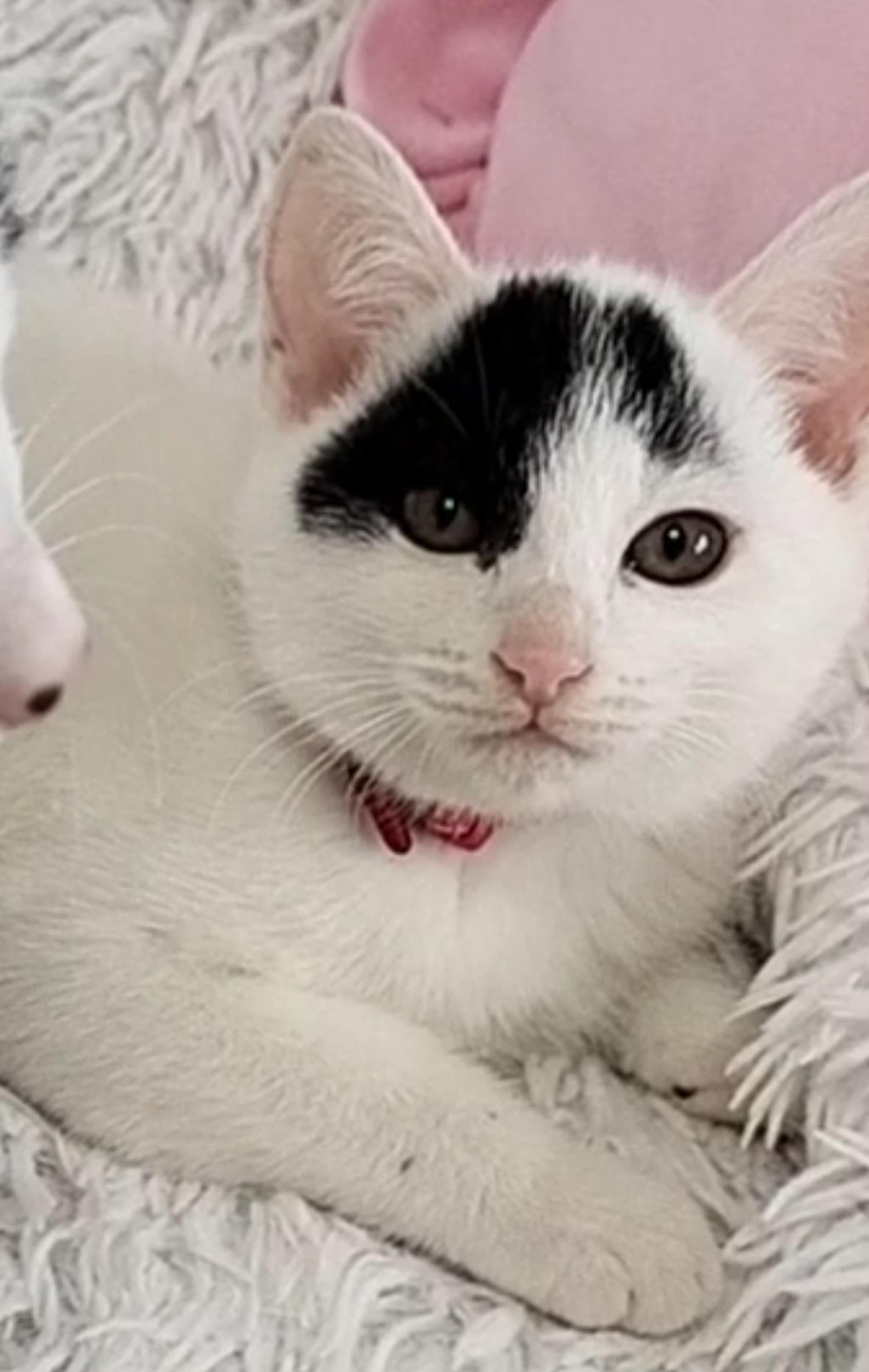 pet-image-7