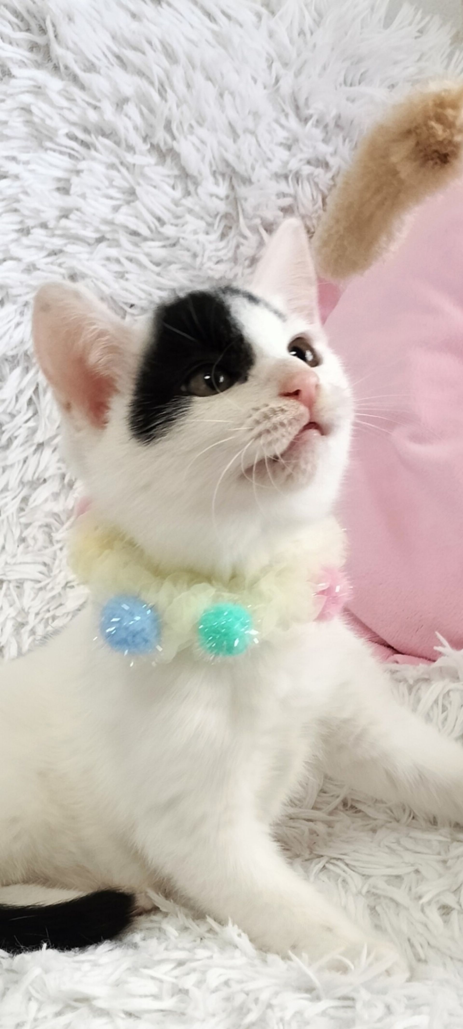 雑種（ミックス猫）・オスの里親募集の写真