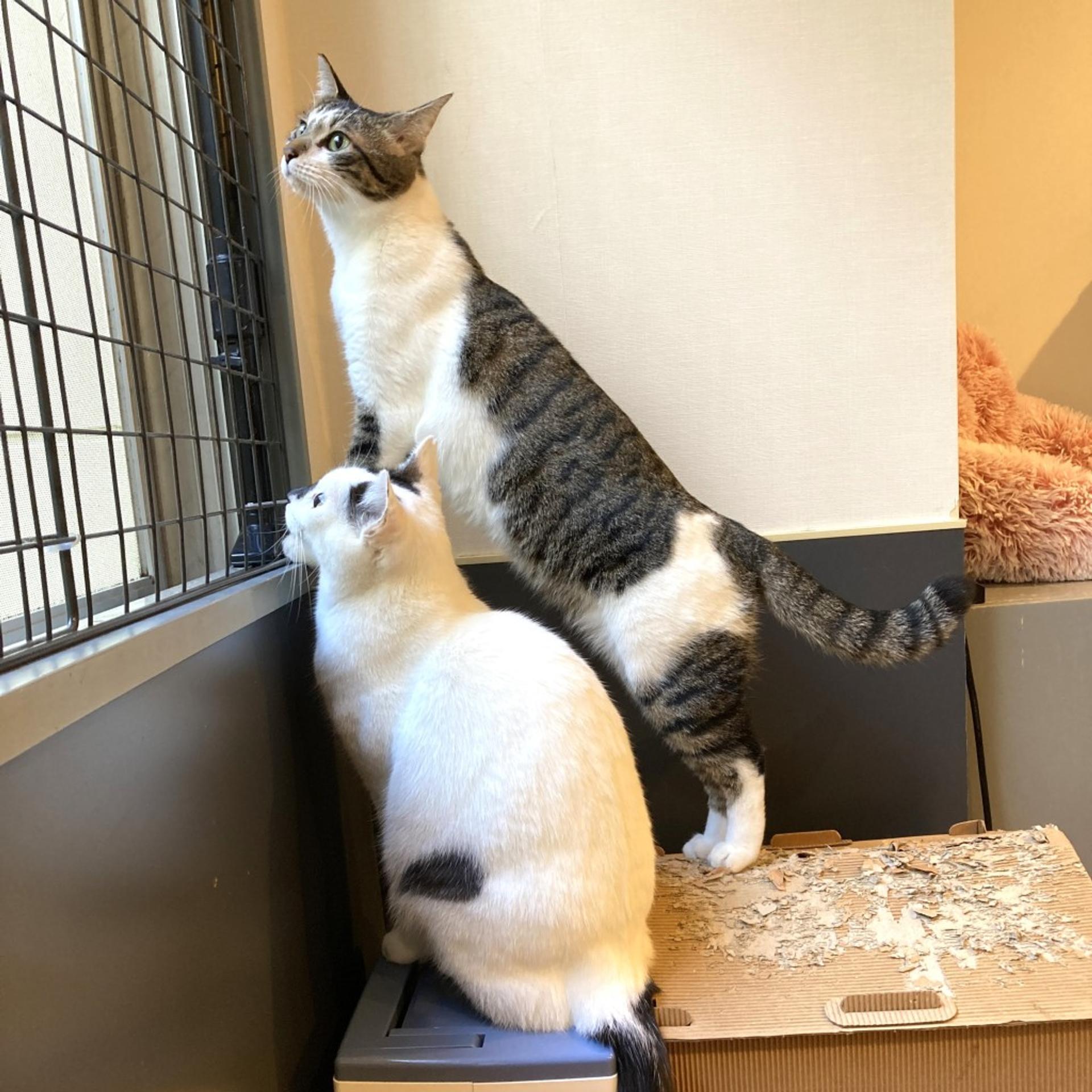 pet-image-2