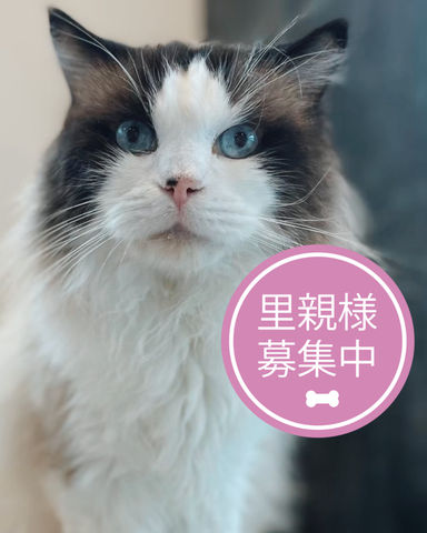 ホワイト
