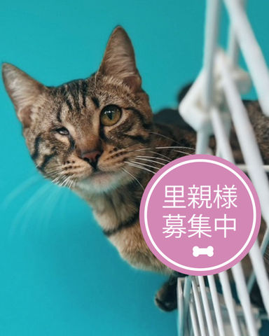 ライトニング
