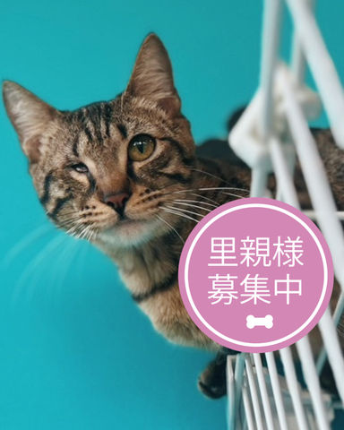 ライトニング