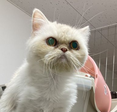 めろん