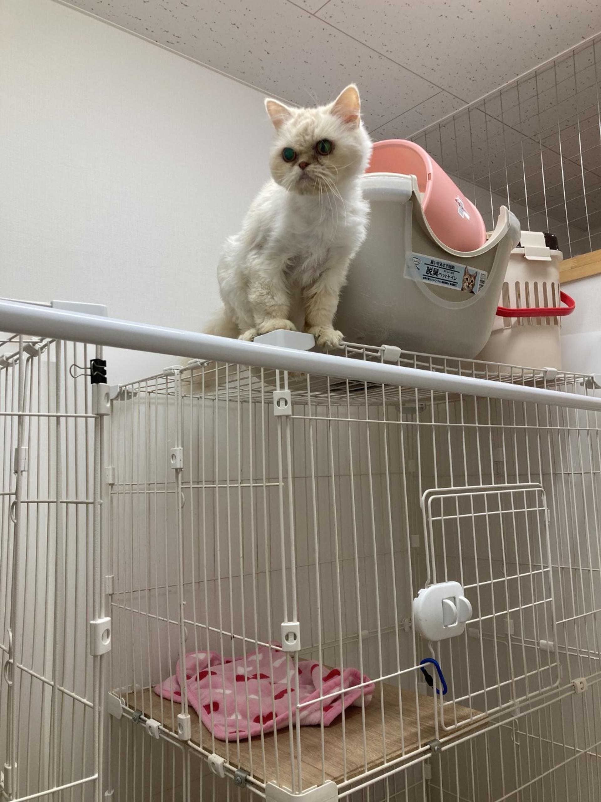 pet-image-2