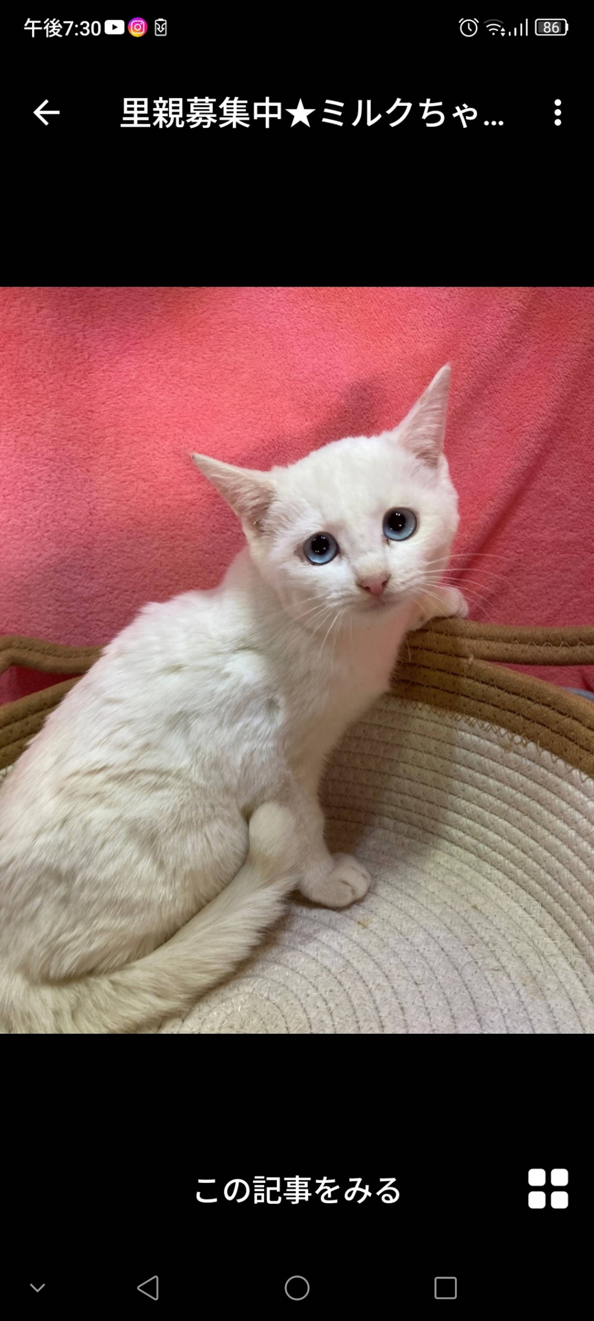 雑種（ミックス猫）・メスの里親募集の写真