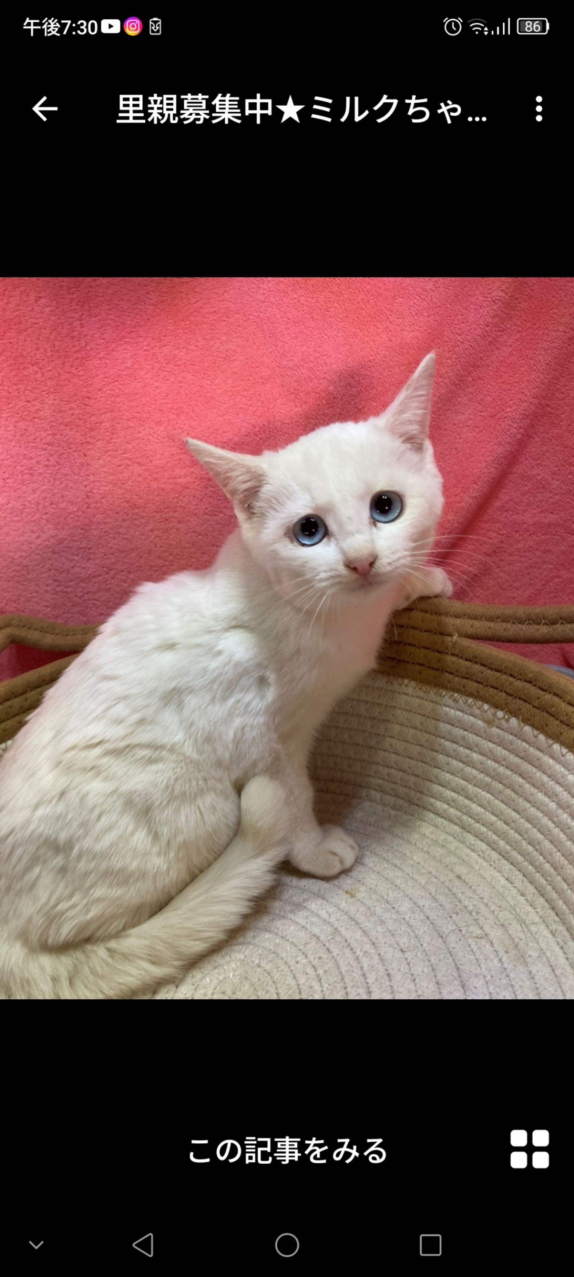 雑種（ミックス猫）・メスの里親募集の写真