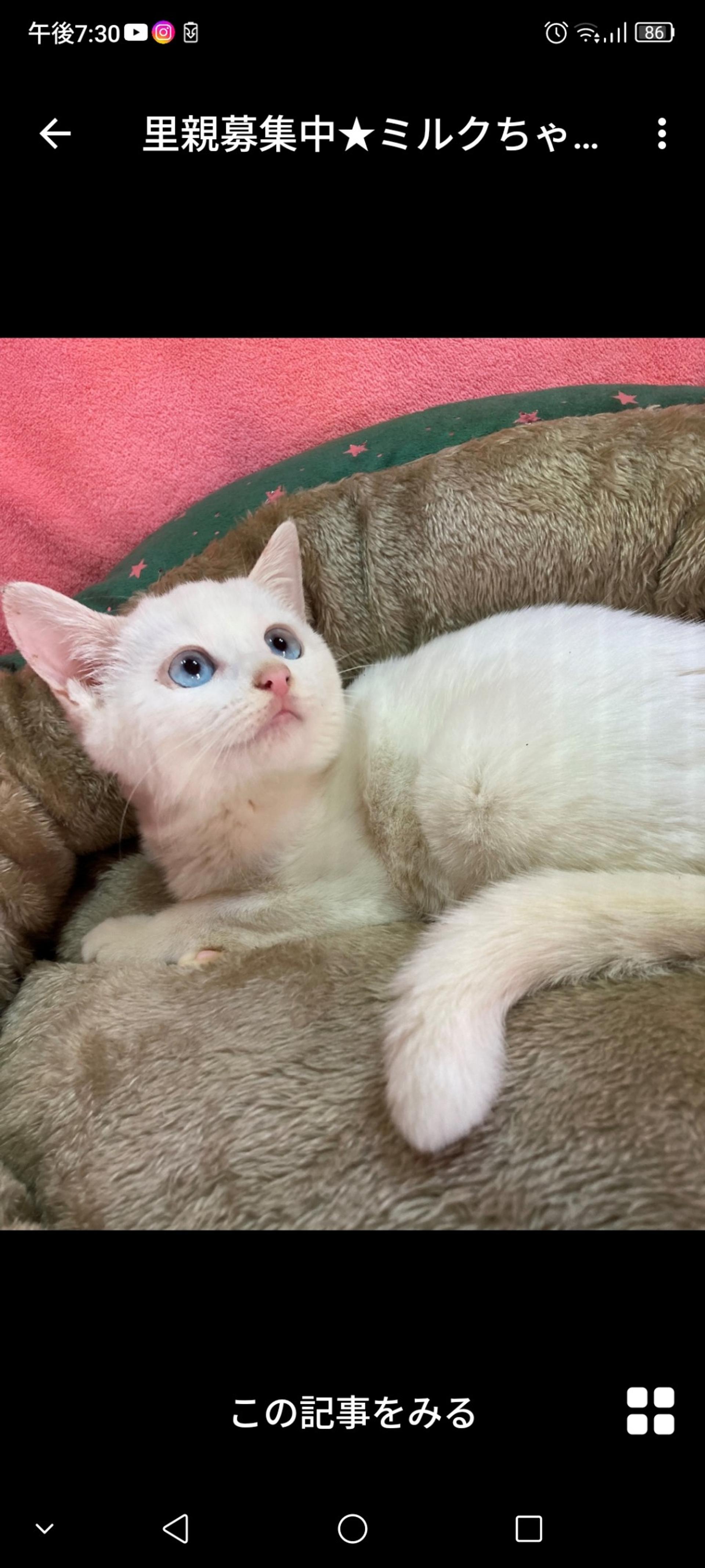 pet-image-3