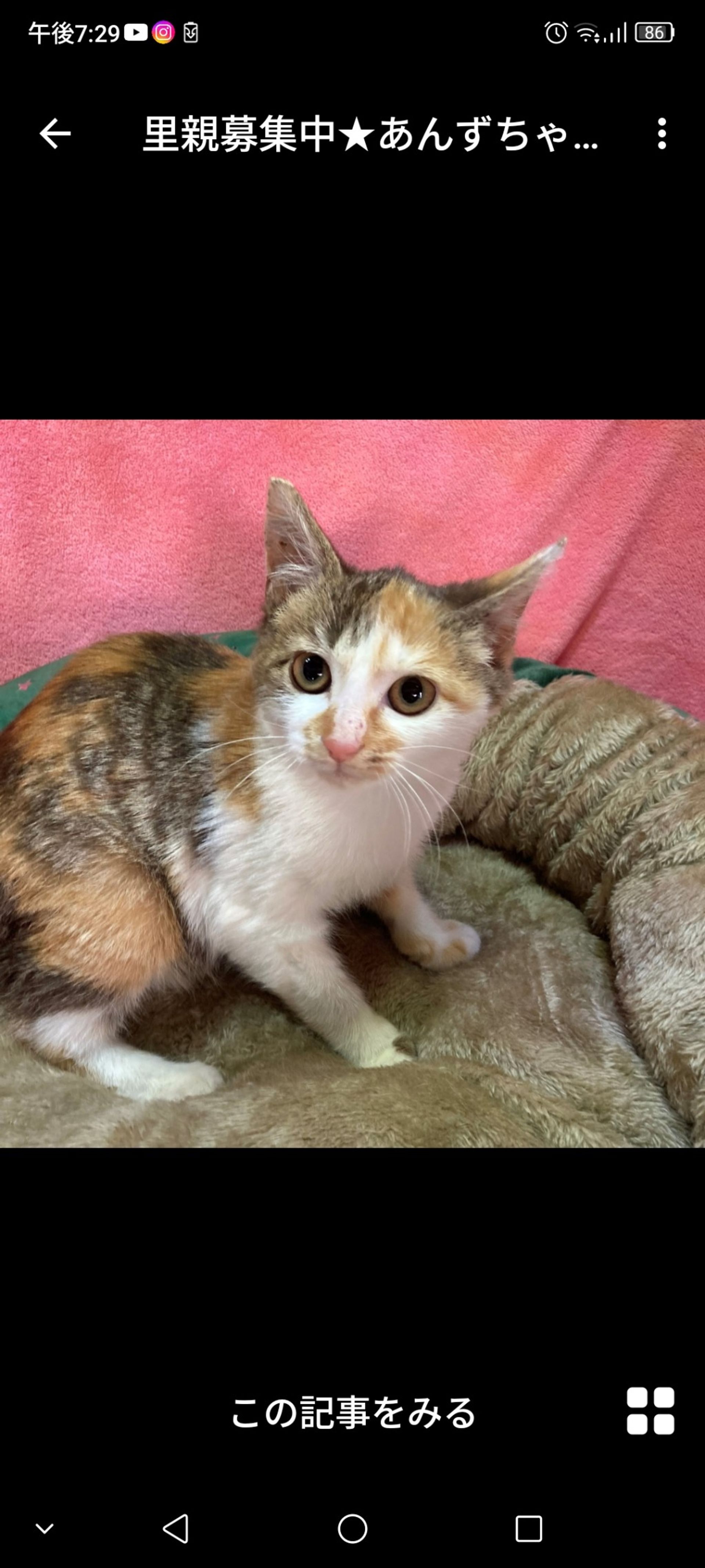 日本猫・メスの里親募集の写真