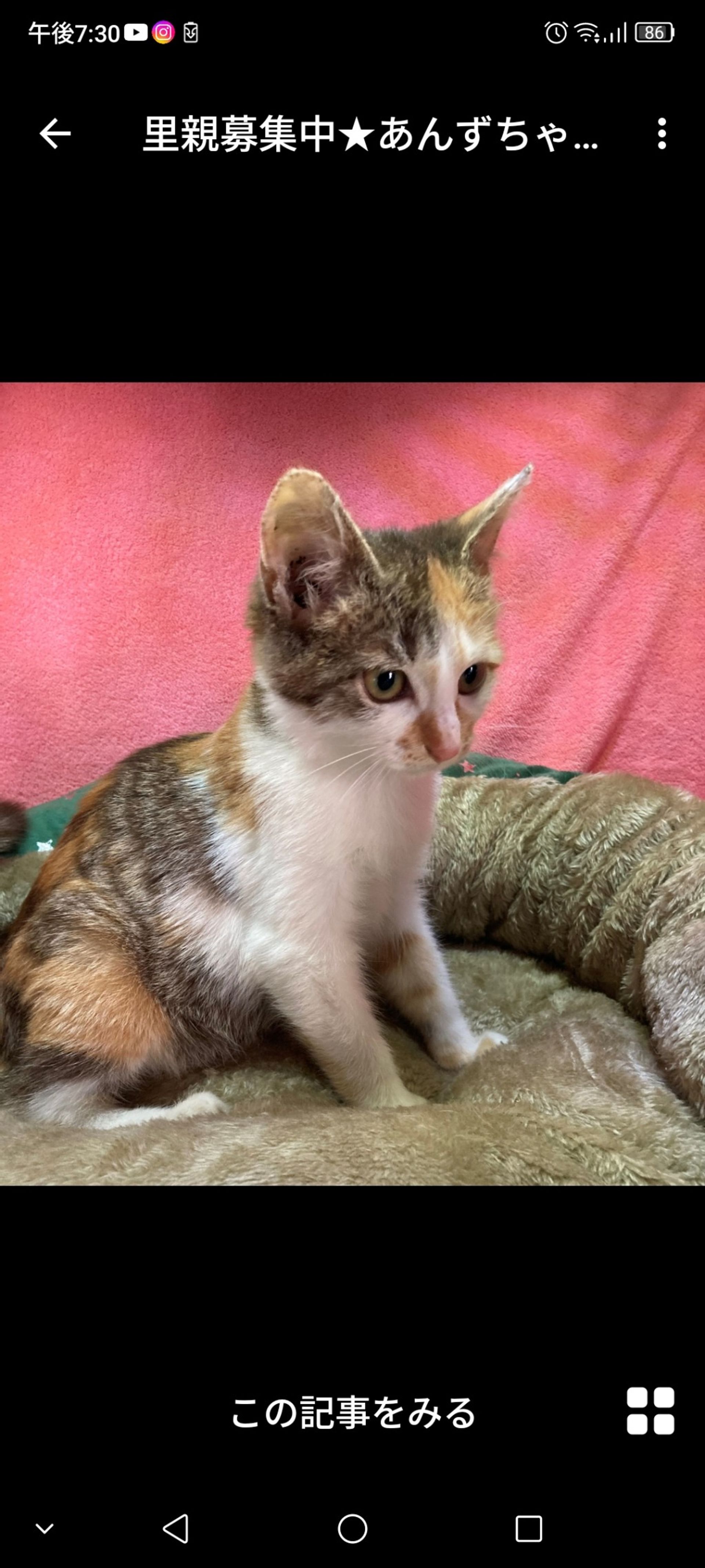日本猫・メスの里親募集の写真