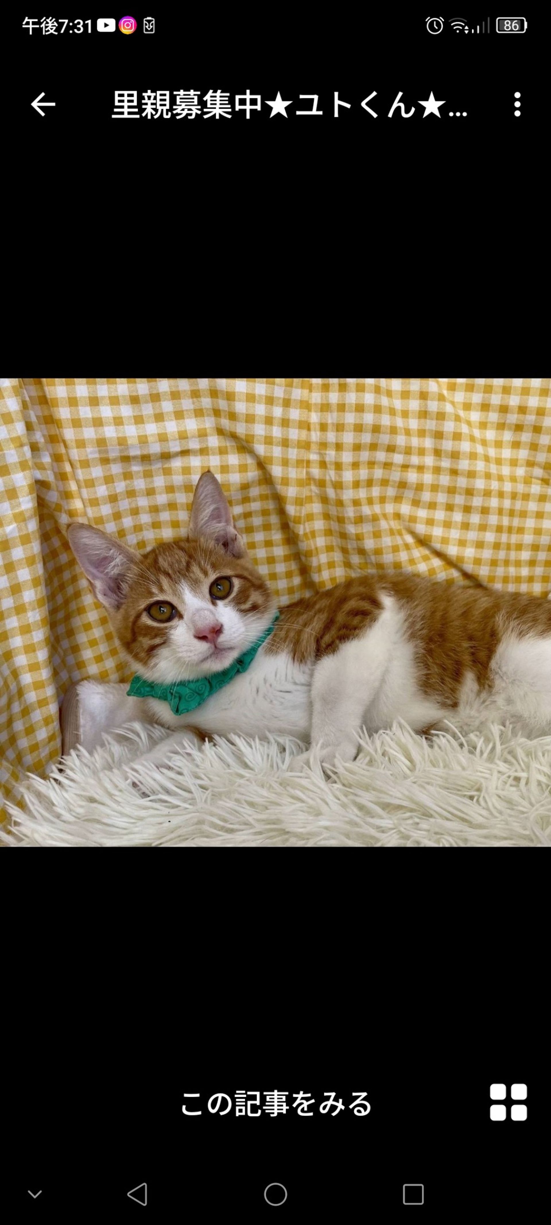 雑種（ミックス猫）・オスの里親募集の写真