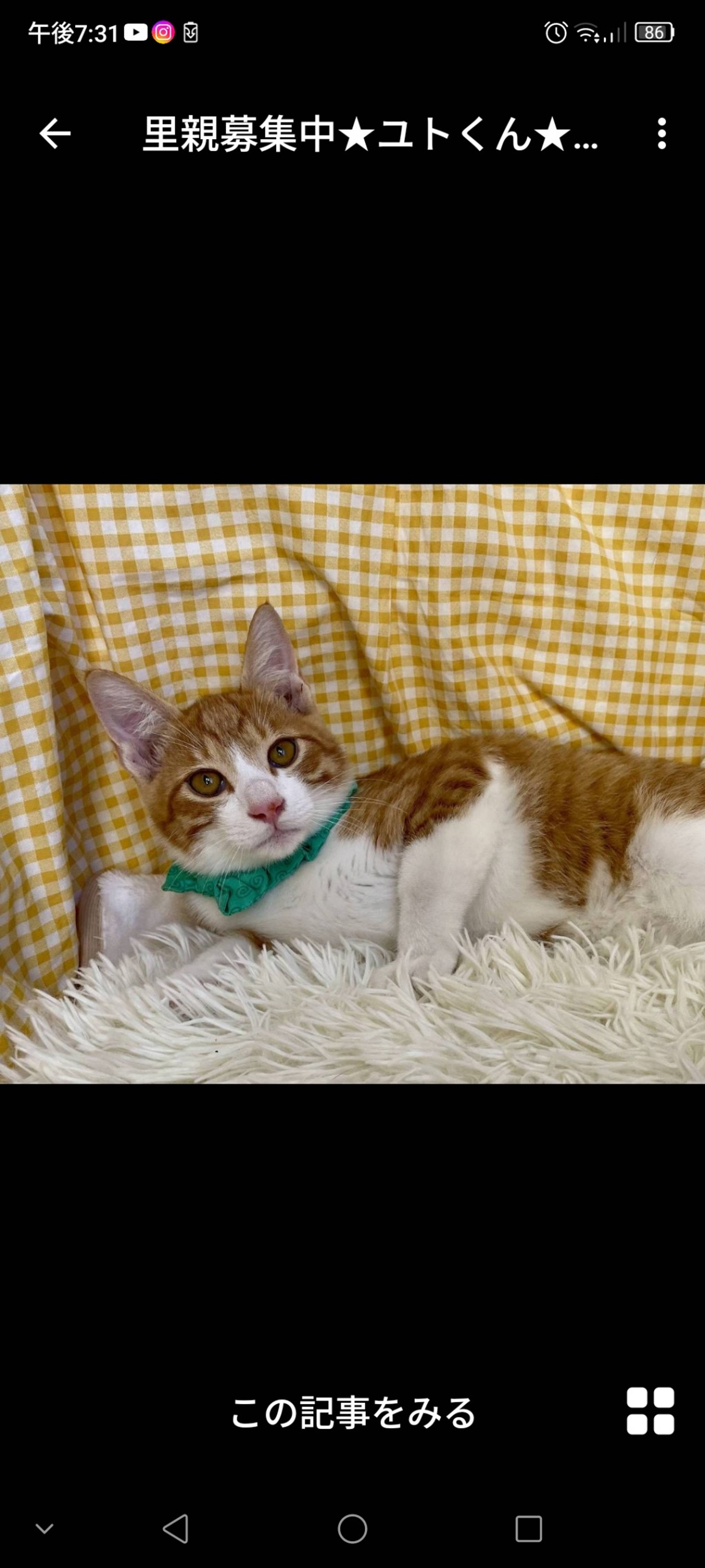雑種（ミックス猫）・オスの里親募集の写真