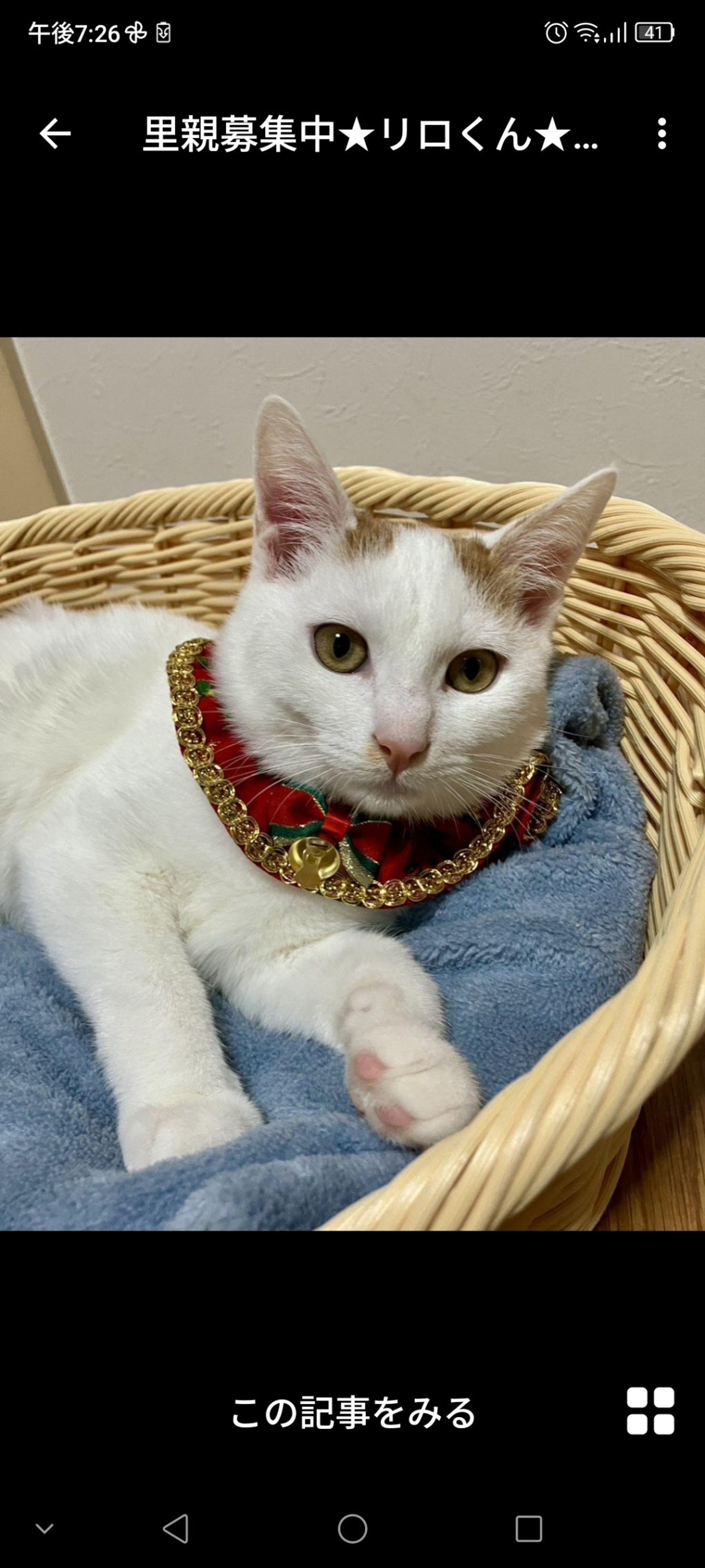 雑種（ミックス猫）・オスの里親募集の写真